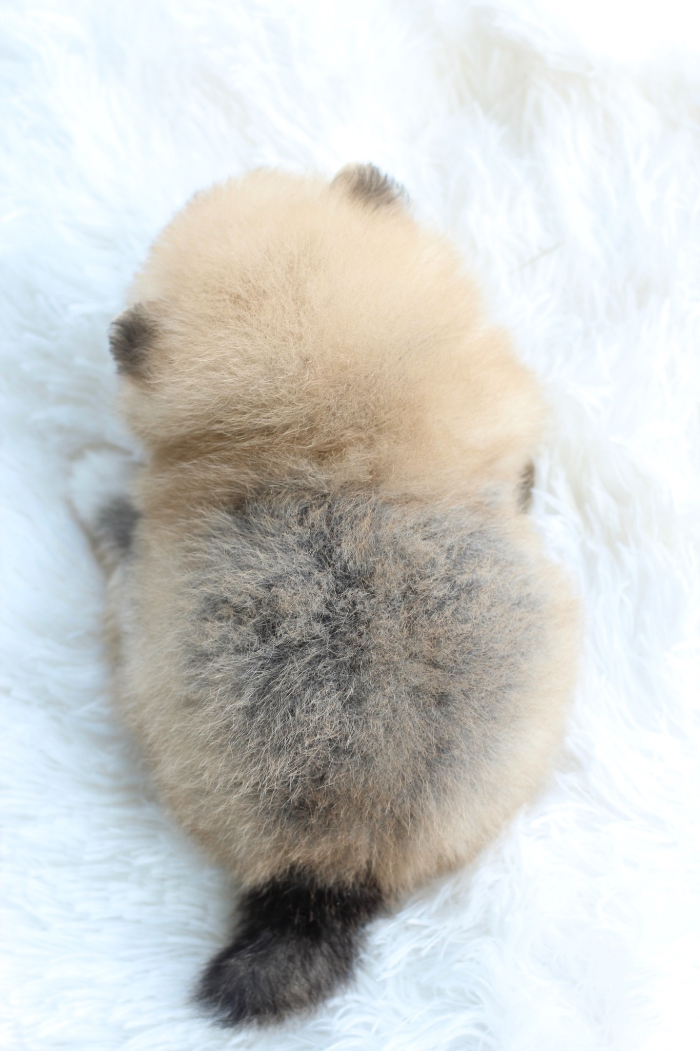 ปอมเมอเรเนียน เพศเมีย แฟนซี