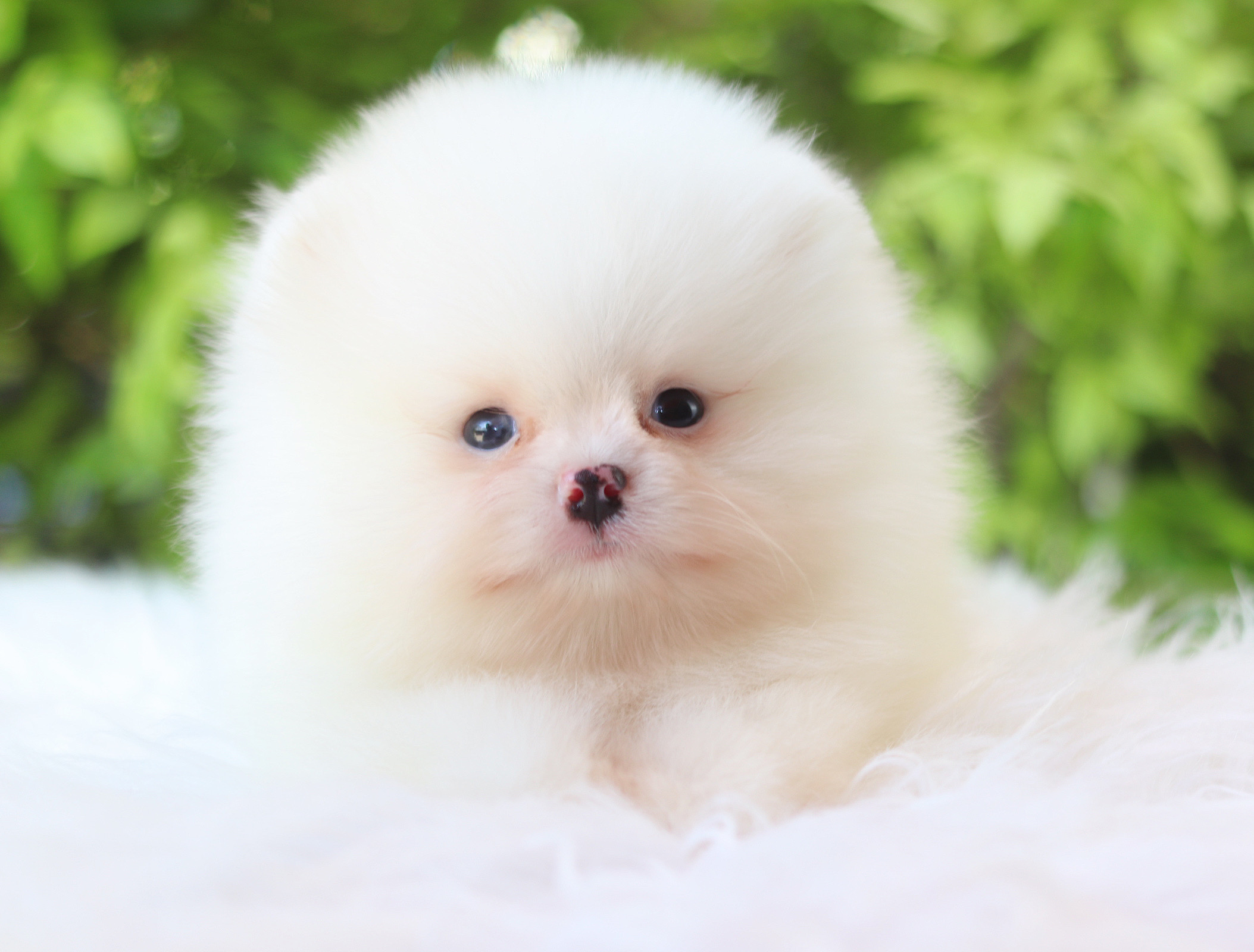 ปอมเมอเรเนียน เพศผู้ สีแฟนซี