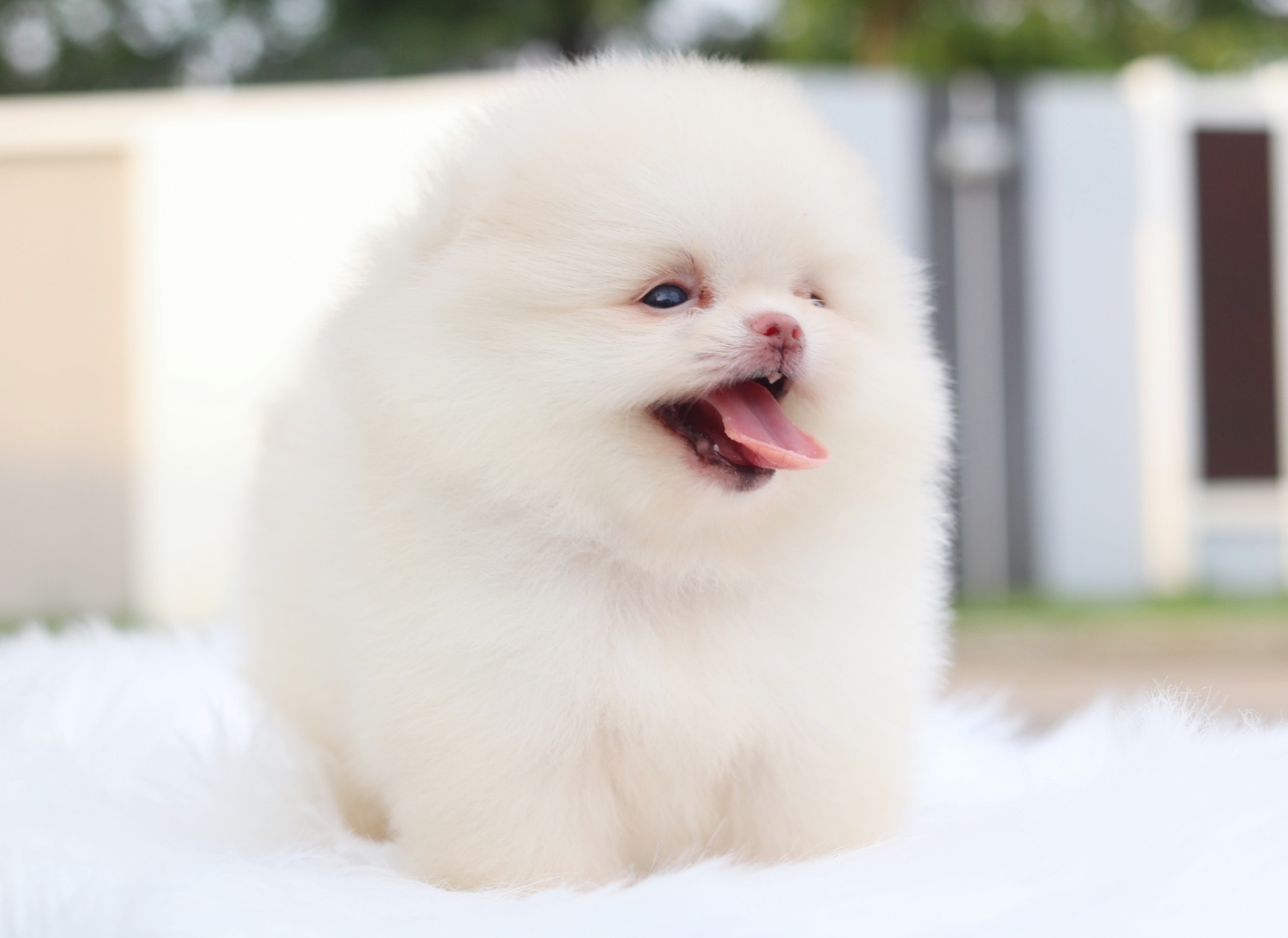 ปอมเมอเรเนียน เพศเมียสีขาวครีมเกรดโชว์