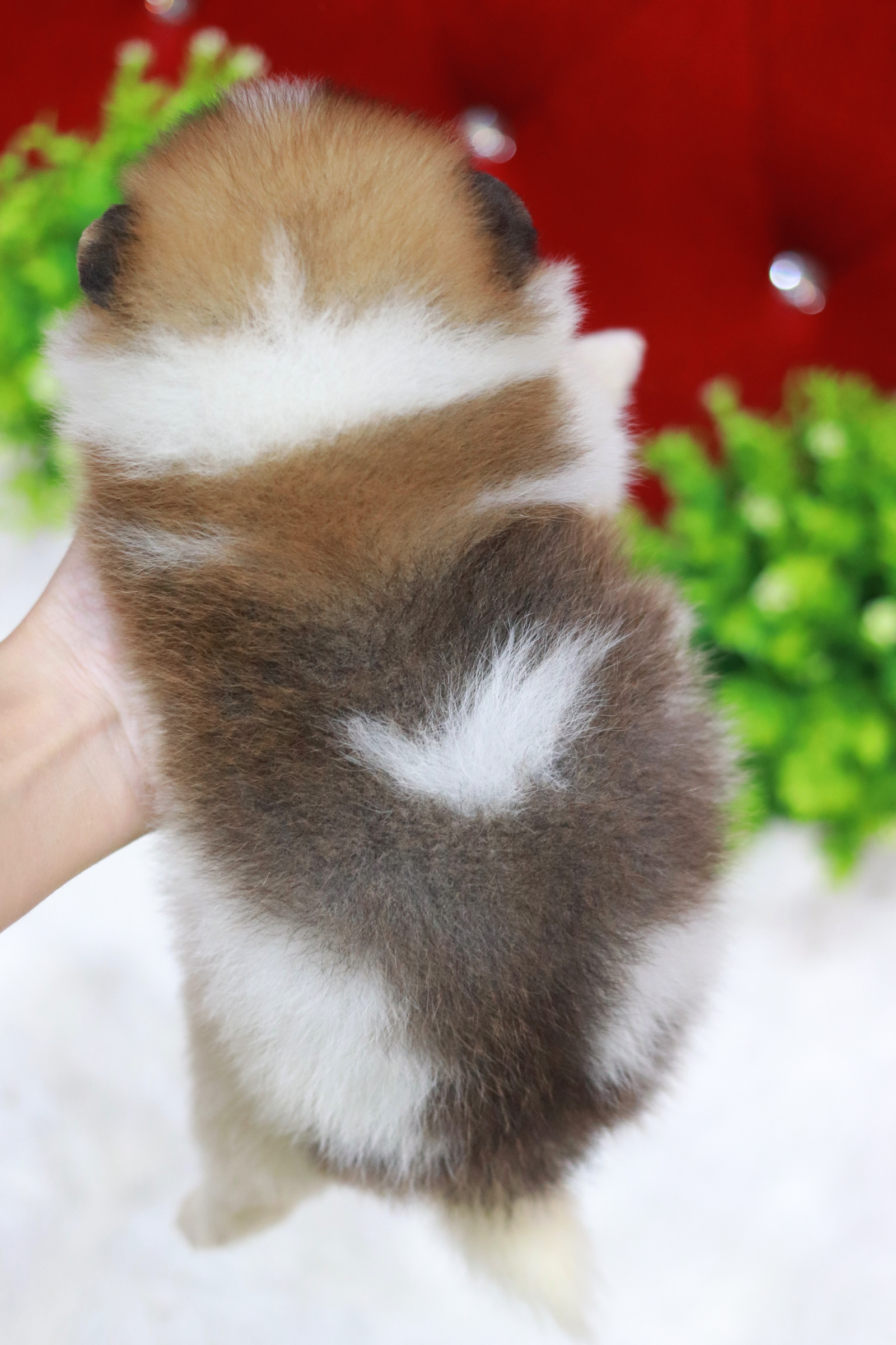 ปอมเมอเรเนียน เพศผู้ แฟนซี