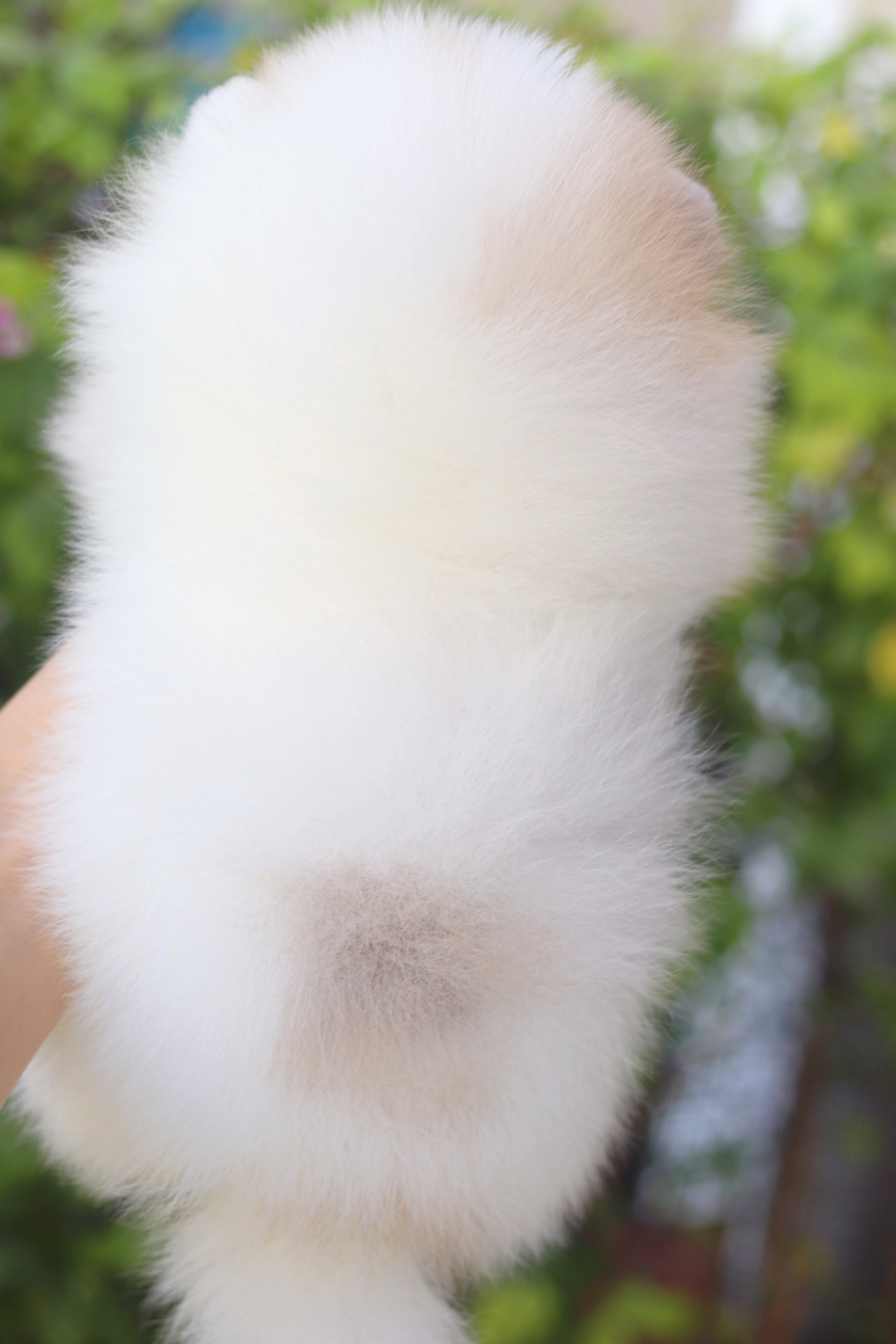 ปอมเมอเรเนียน เพศผู้แฟนซีเกรดโชว์