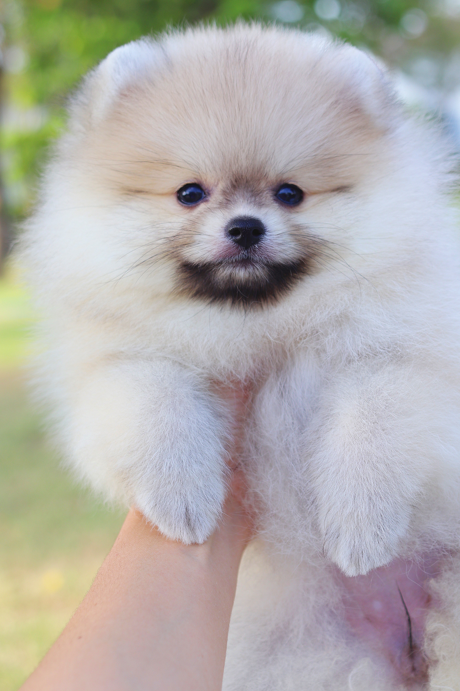 ปอมเมอเรเนียน เพศเมียสีส้ม