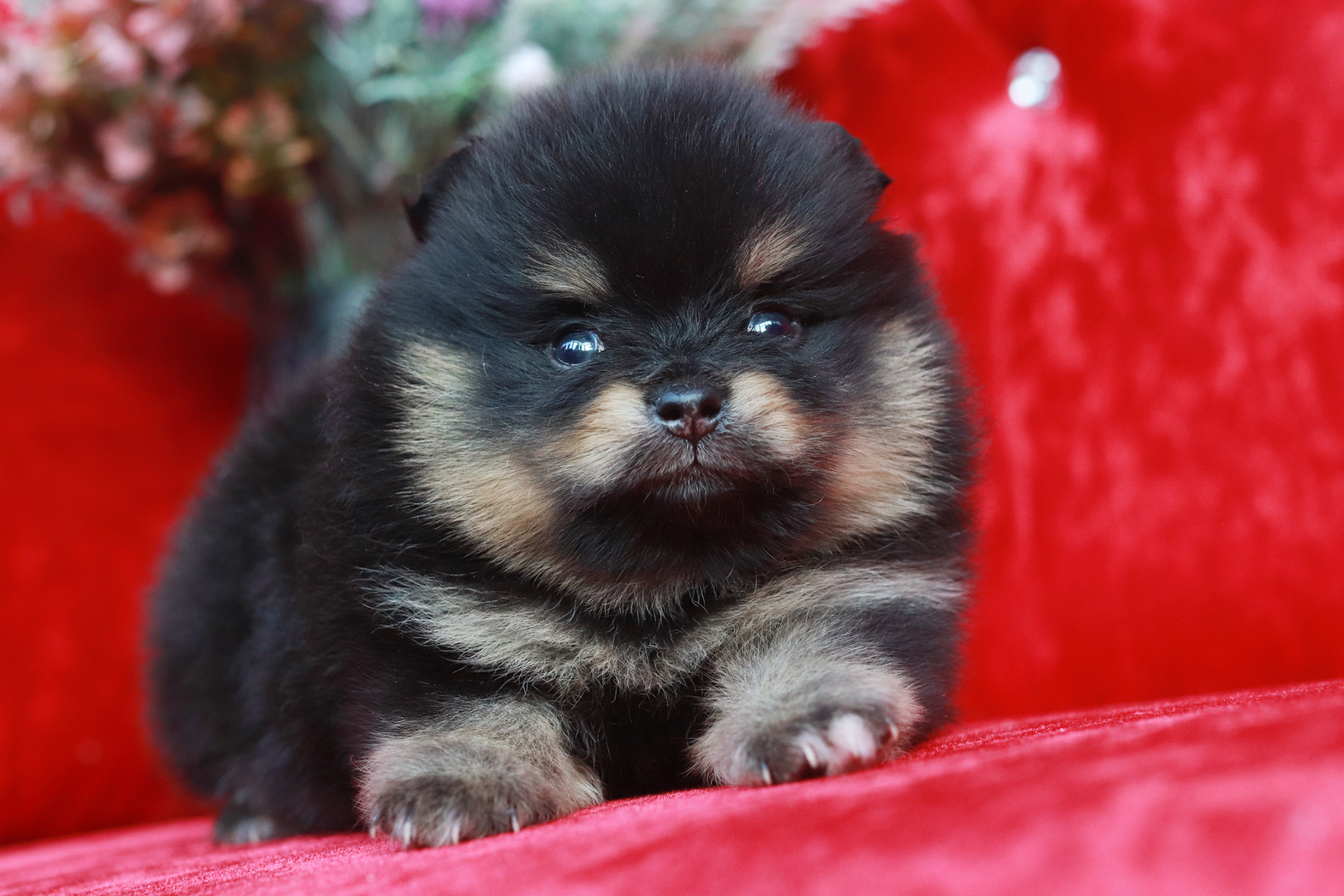 ปอมเมอเรเนียน เพศผู้แบล็คแทน