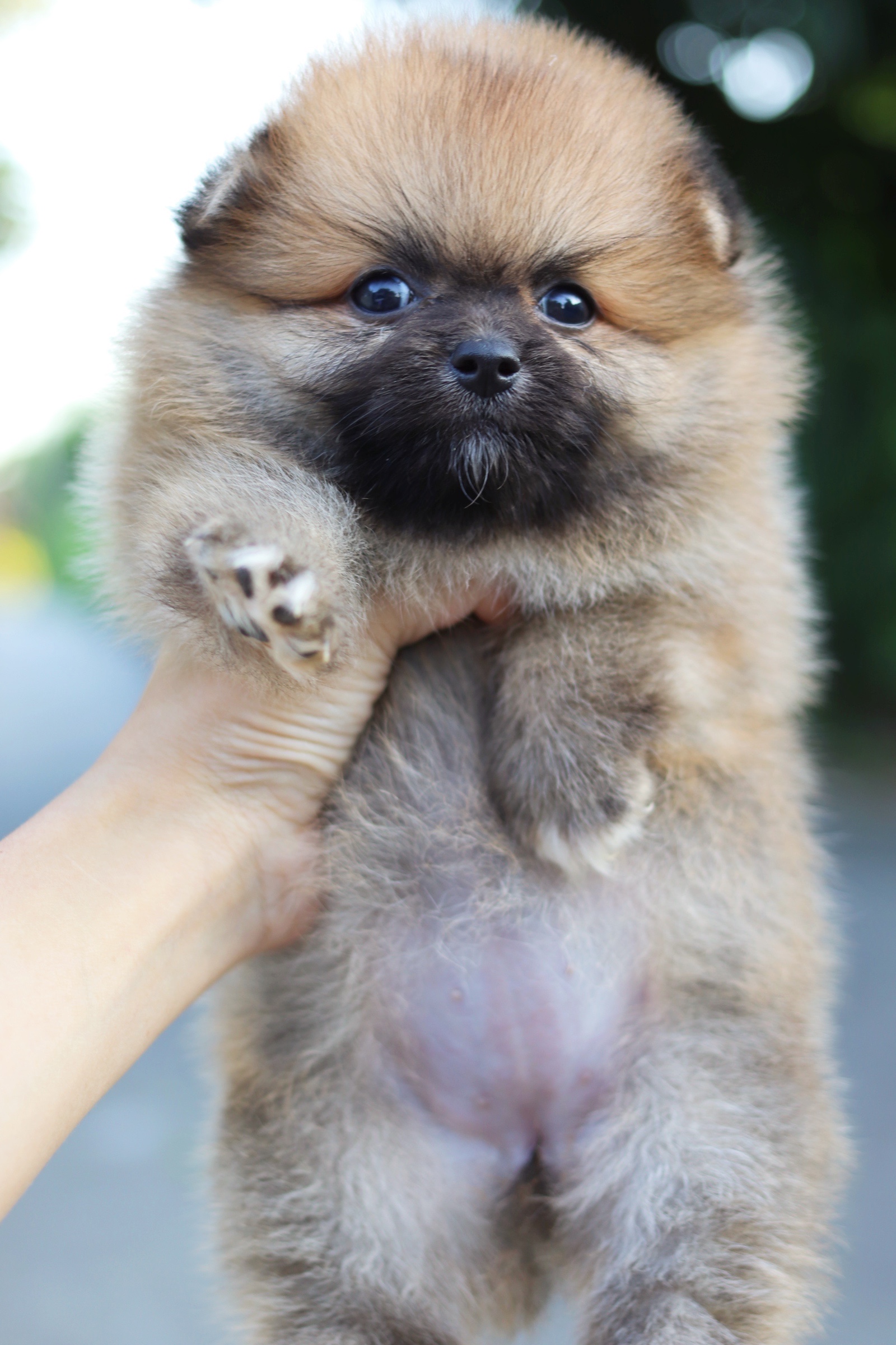 ปอมเมอเรเนียน เพศเมียสีส้ม