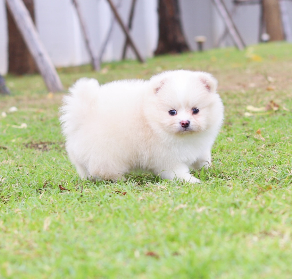 ปอมเมอเรเนียน เพศผู้ สีครีม