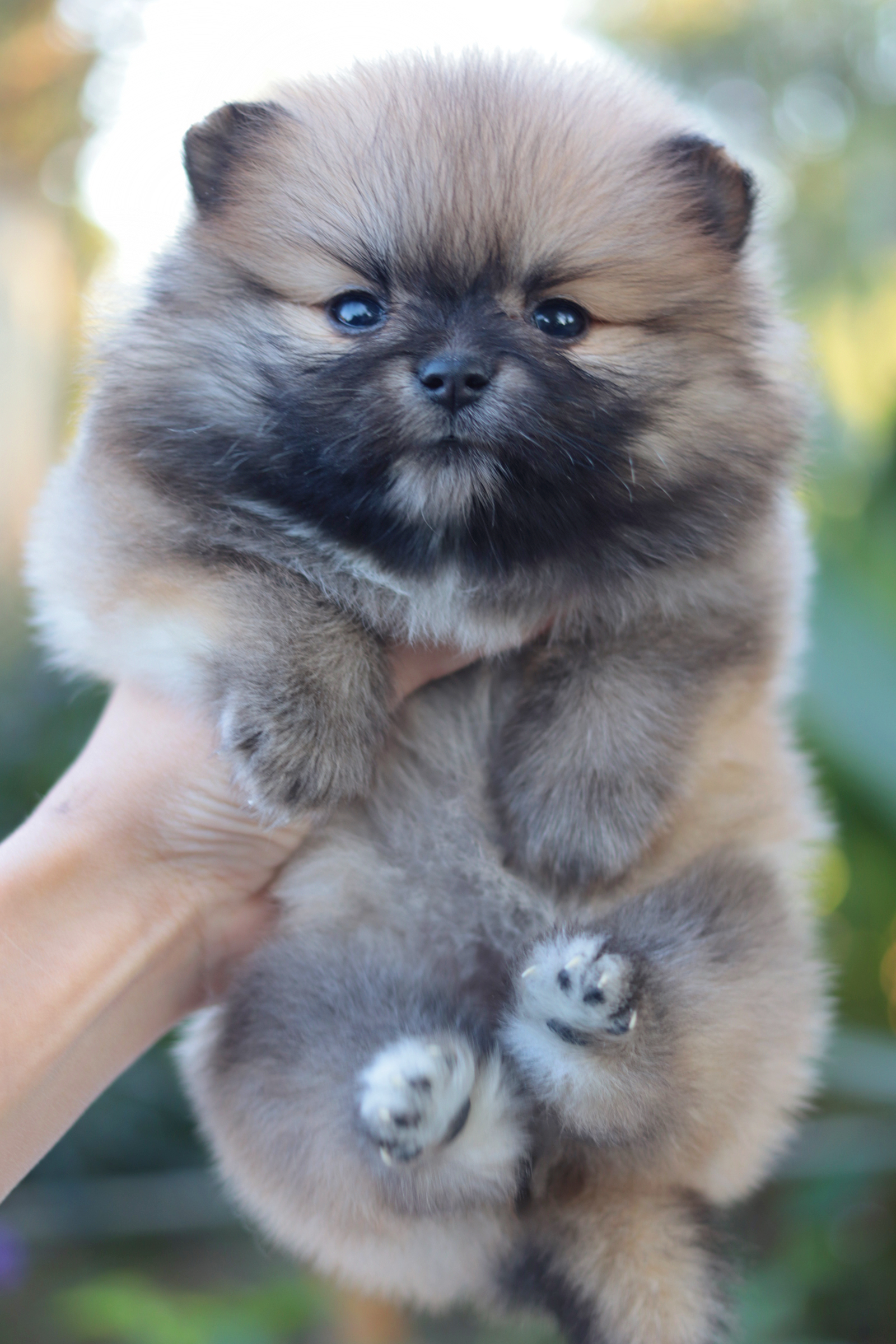 ปอมเมอเรเนียน เพศเมีย สีส้ม