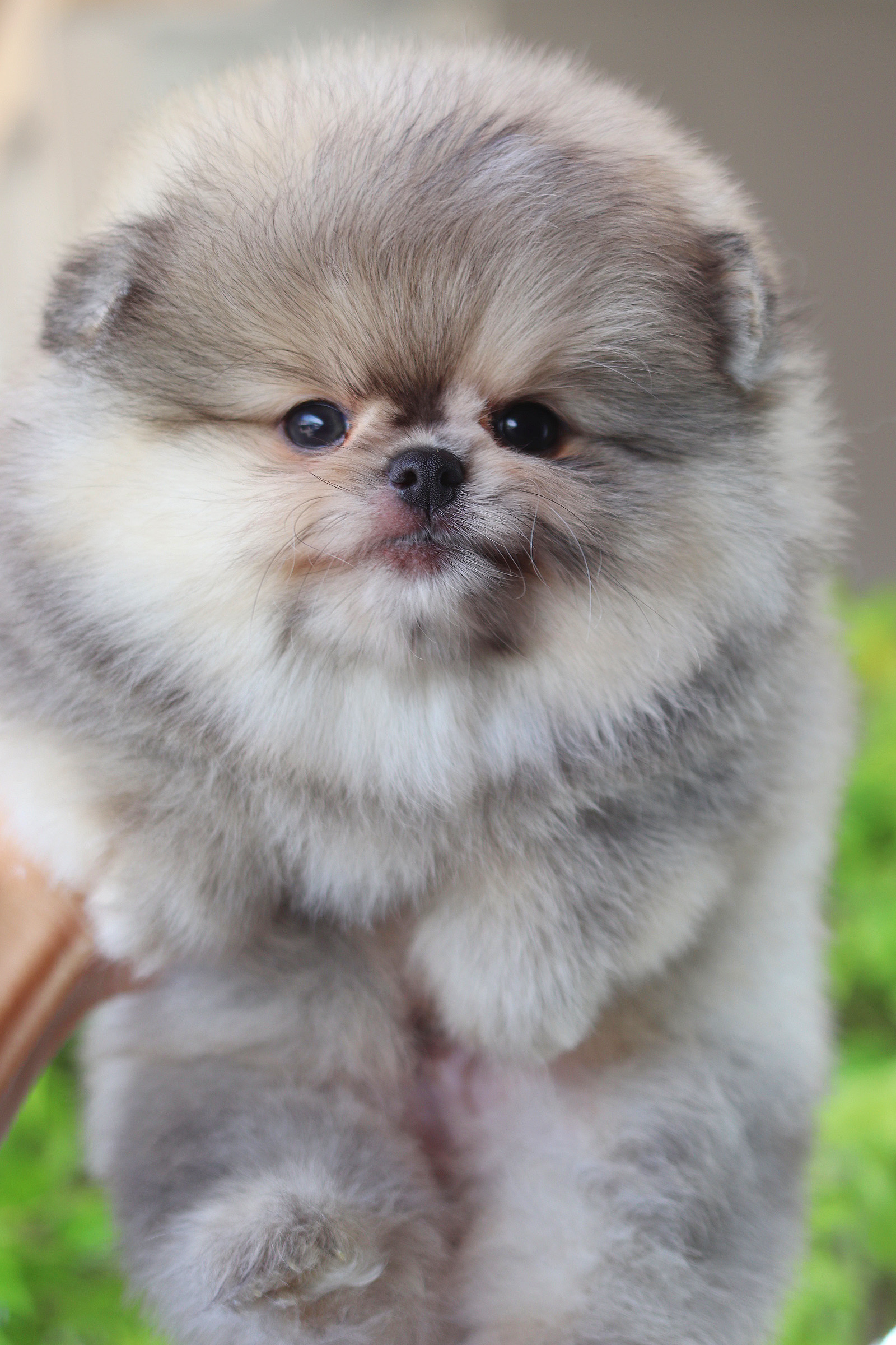 ปอมเมอเรเนียน เพศผู้สีส้ม เกรดโชว์