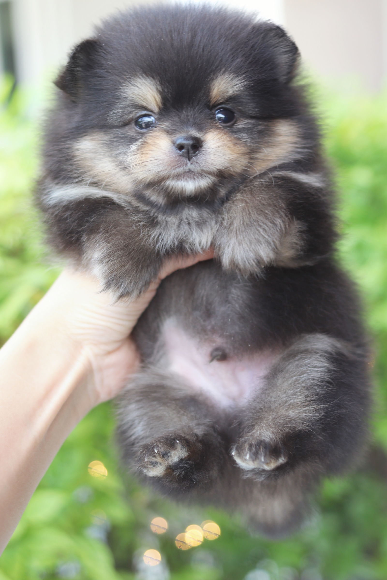 ปอมเมอเรเนียน เพศผู้สีแบล็คแทน