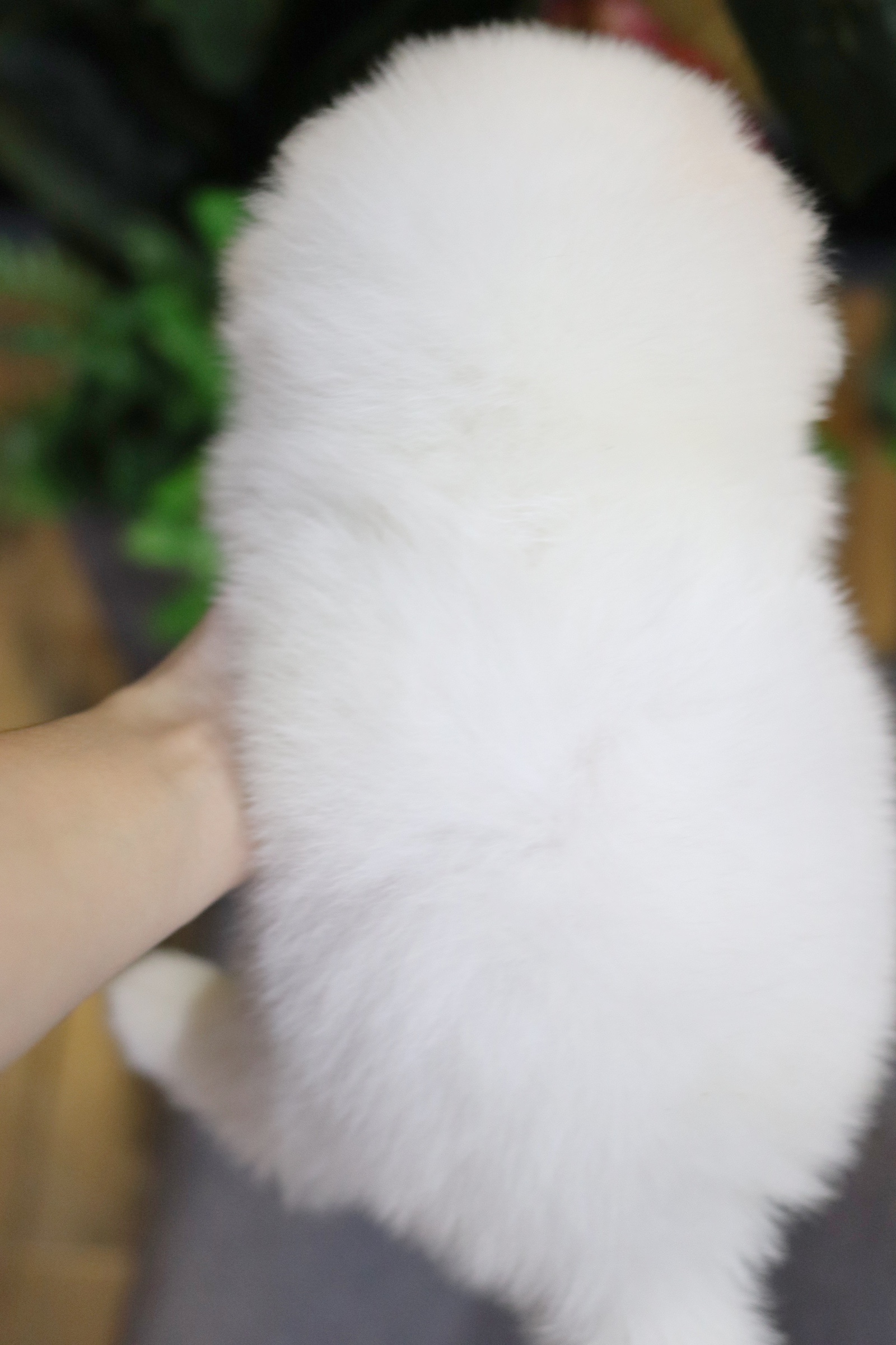 ปอมเมอเรเนียน เพศผู้ สีขาว หน้าฟ็อก ไซส์ปกติ