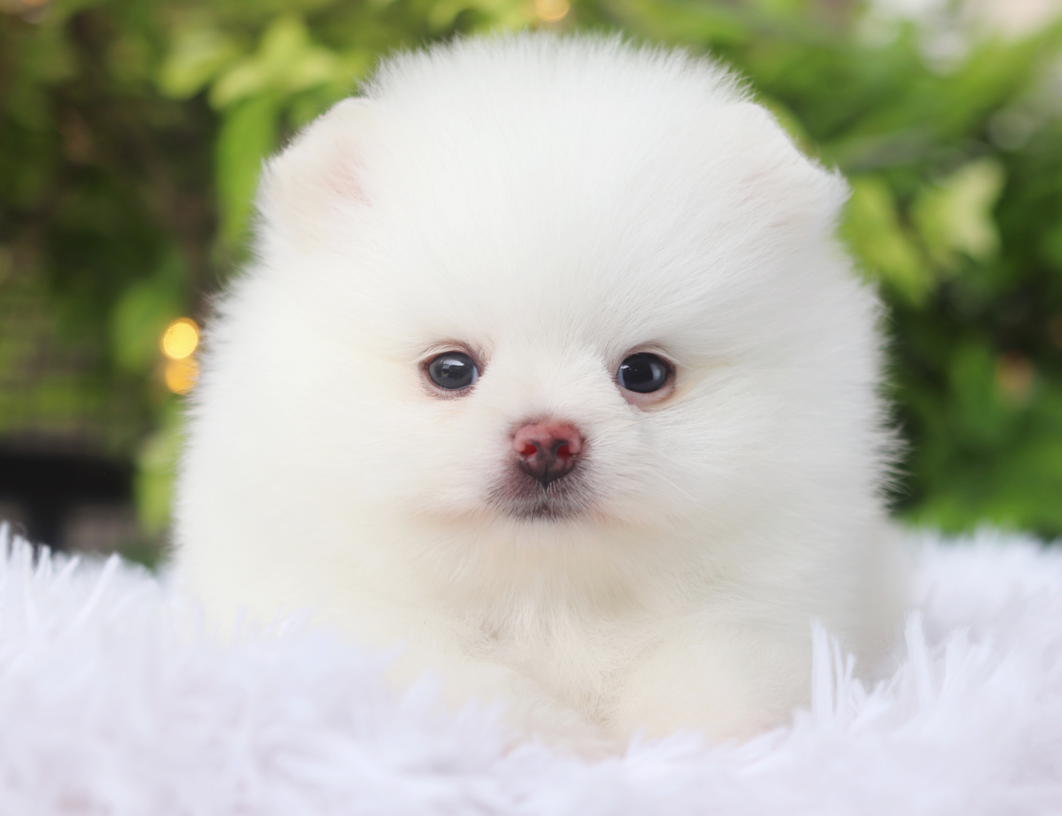 ปอมเมอเรเนียน เพศเมียสีขาวครีม เกรดโชว์