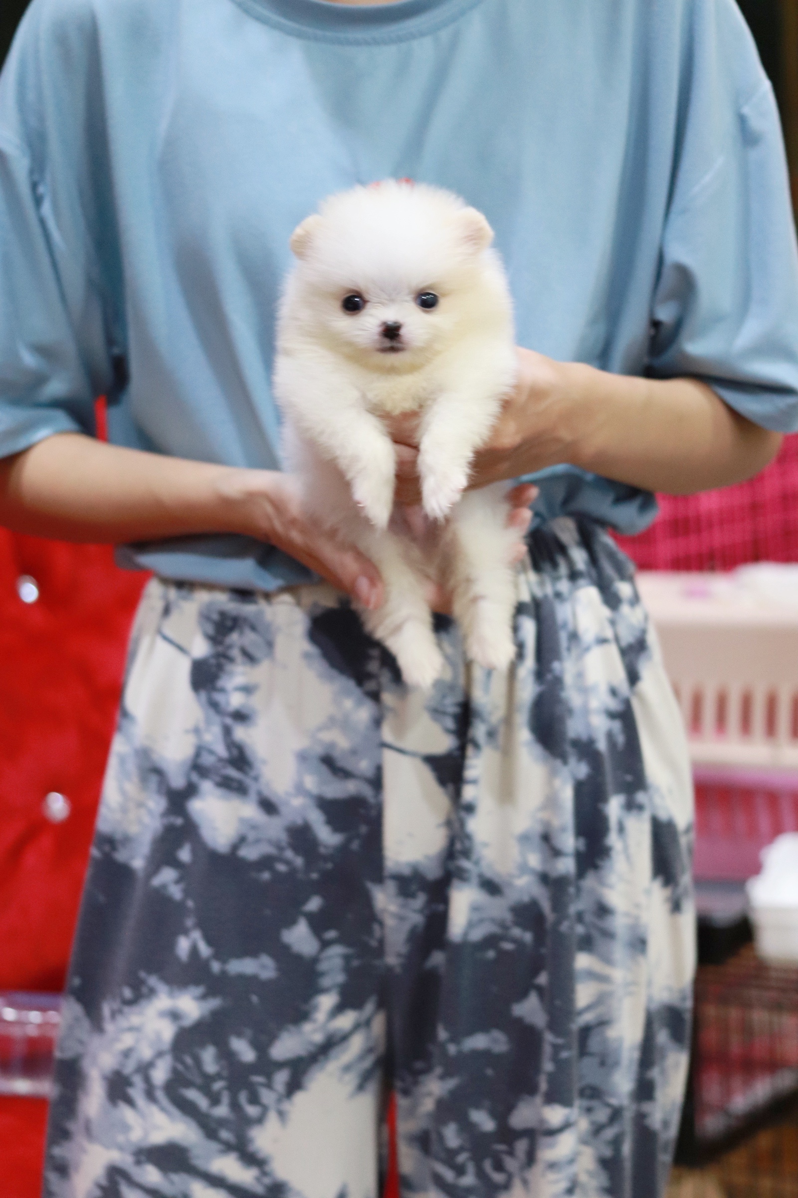 ปอมเมอเรเนียน เพศผู้ สีขาวครีมทีคัพ