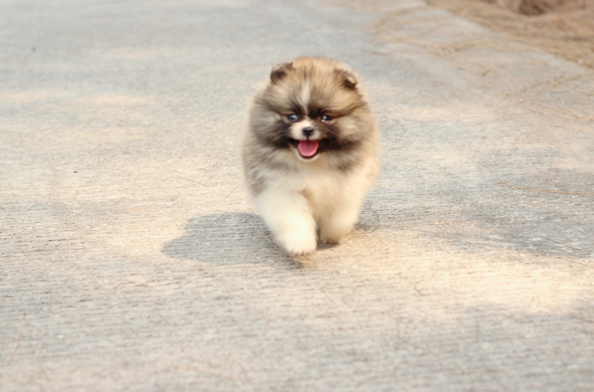 ปอมเมอเรเนียน เพศเมียสีแฟนซี