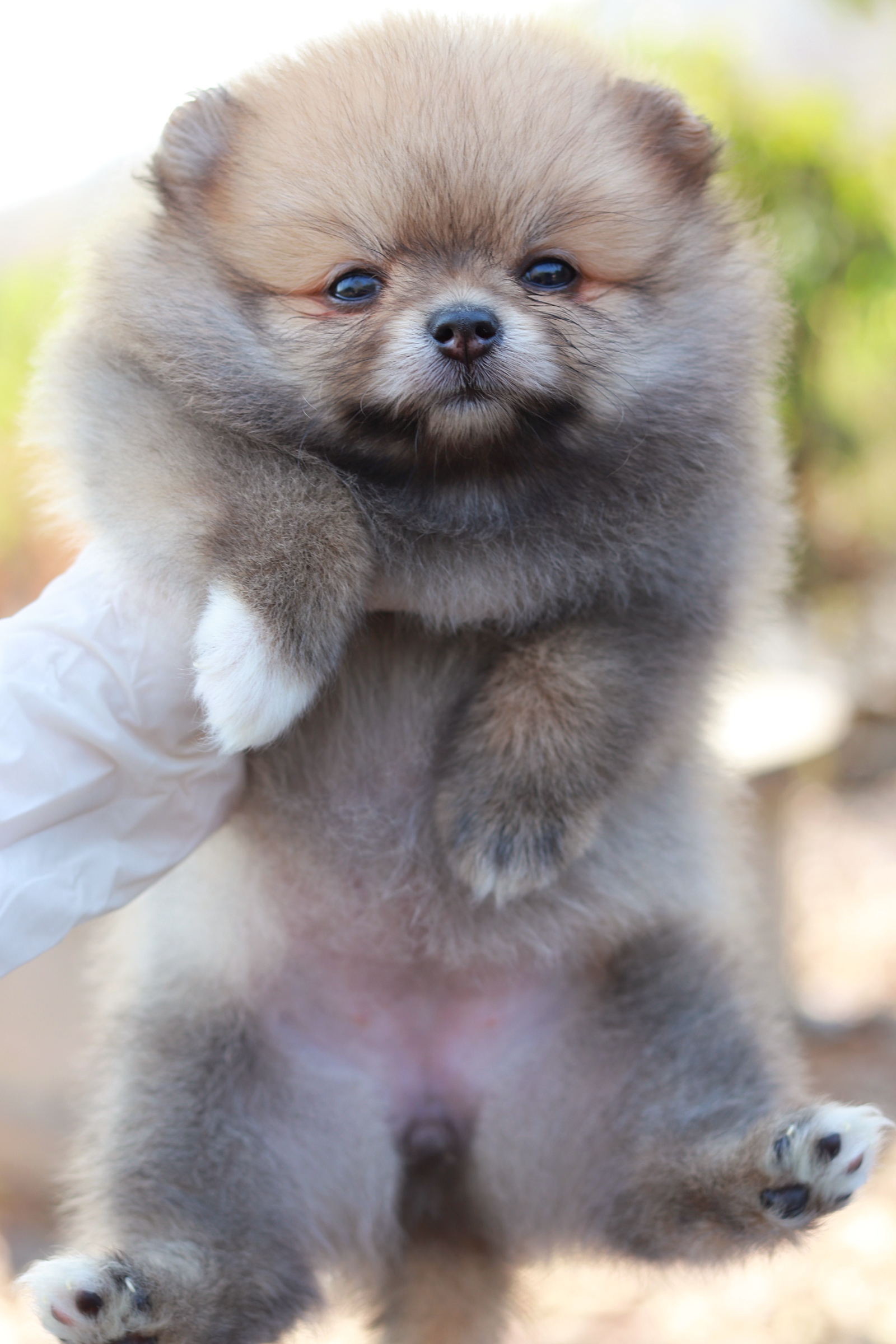 ปอมเมอเรเนียน เพศเมียสีส้ม