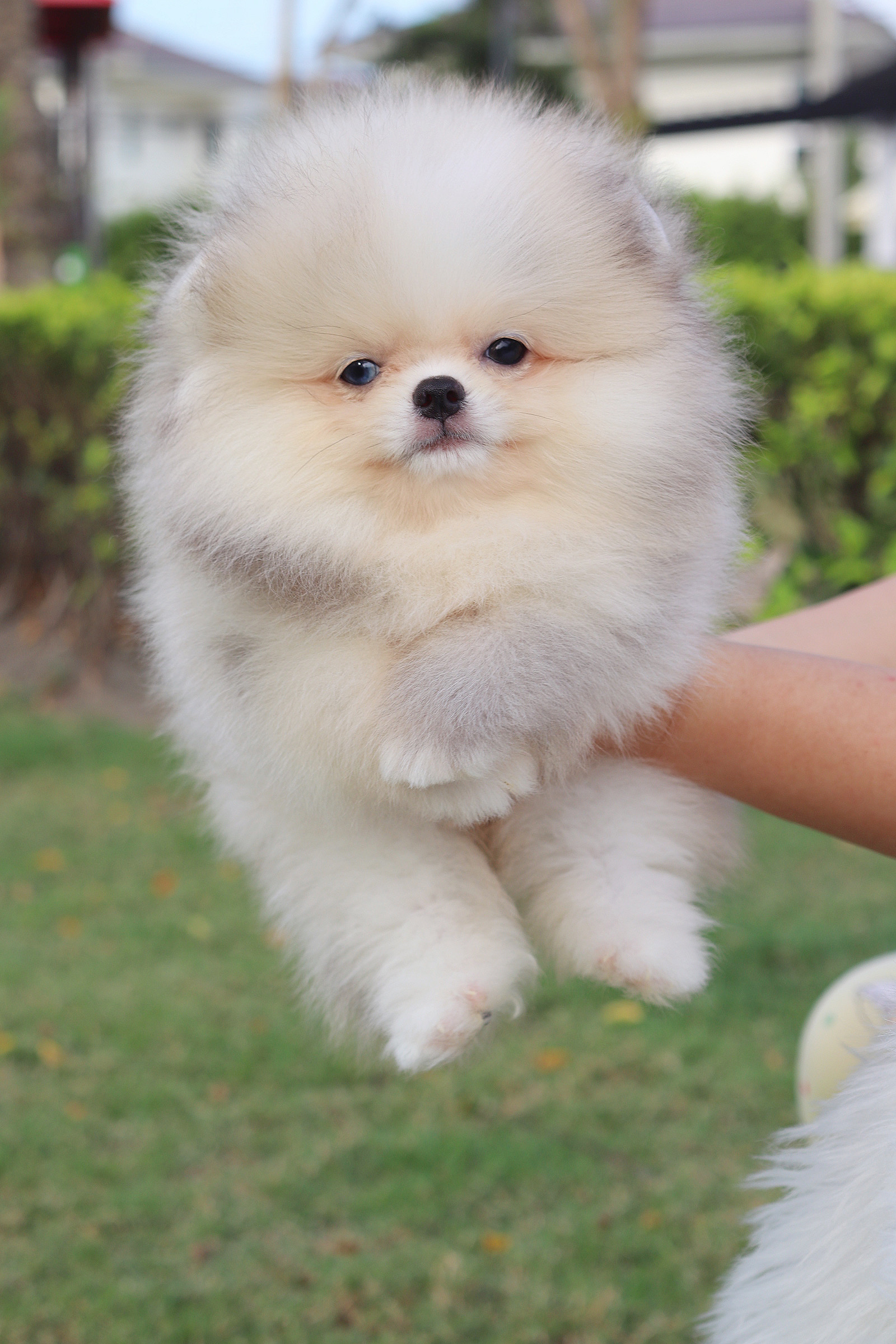 ปอมเมอเรเนียน เพศผู้ สีแฟนซี