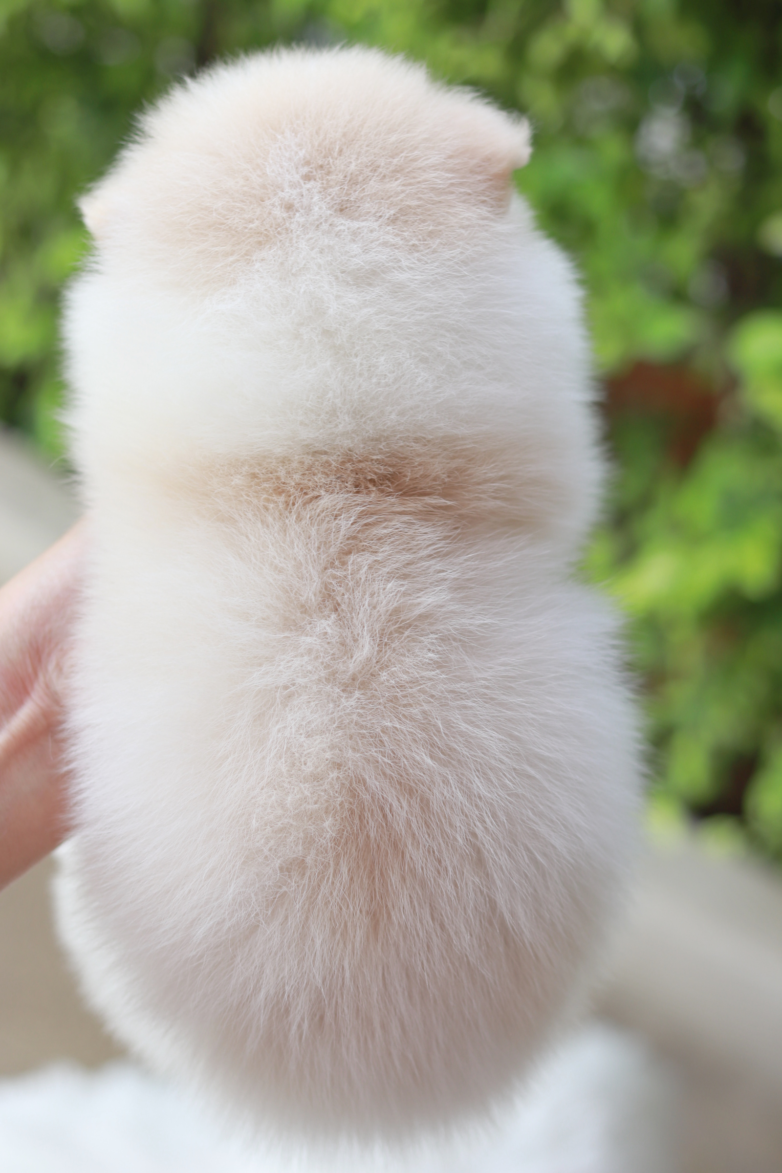 ปอมเมอเรเนียน เพศเมียขาวครีมหน้าฟ็อก