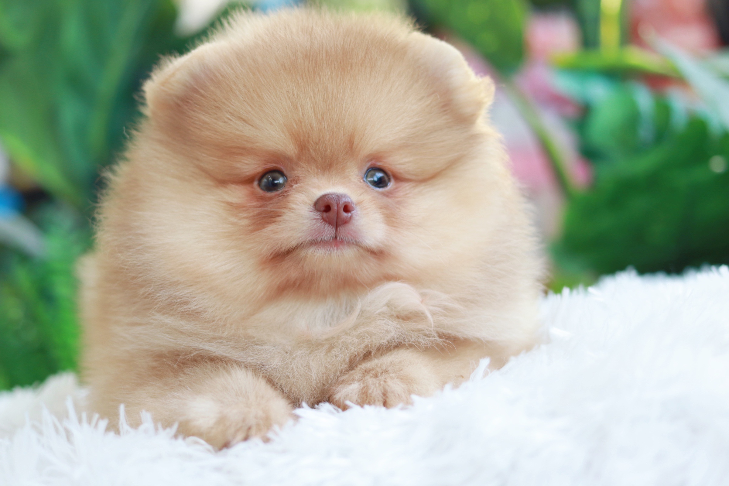 ปอมเมอเรเนียน เพศผู้