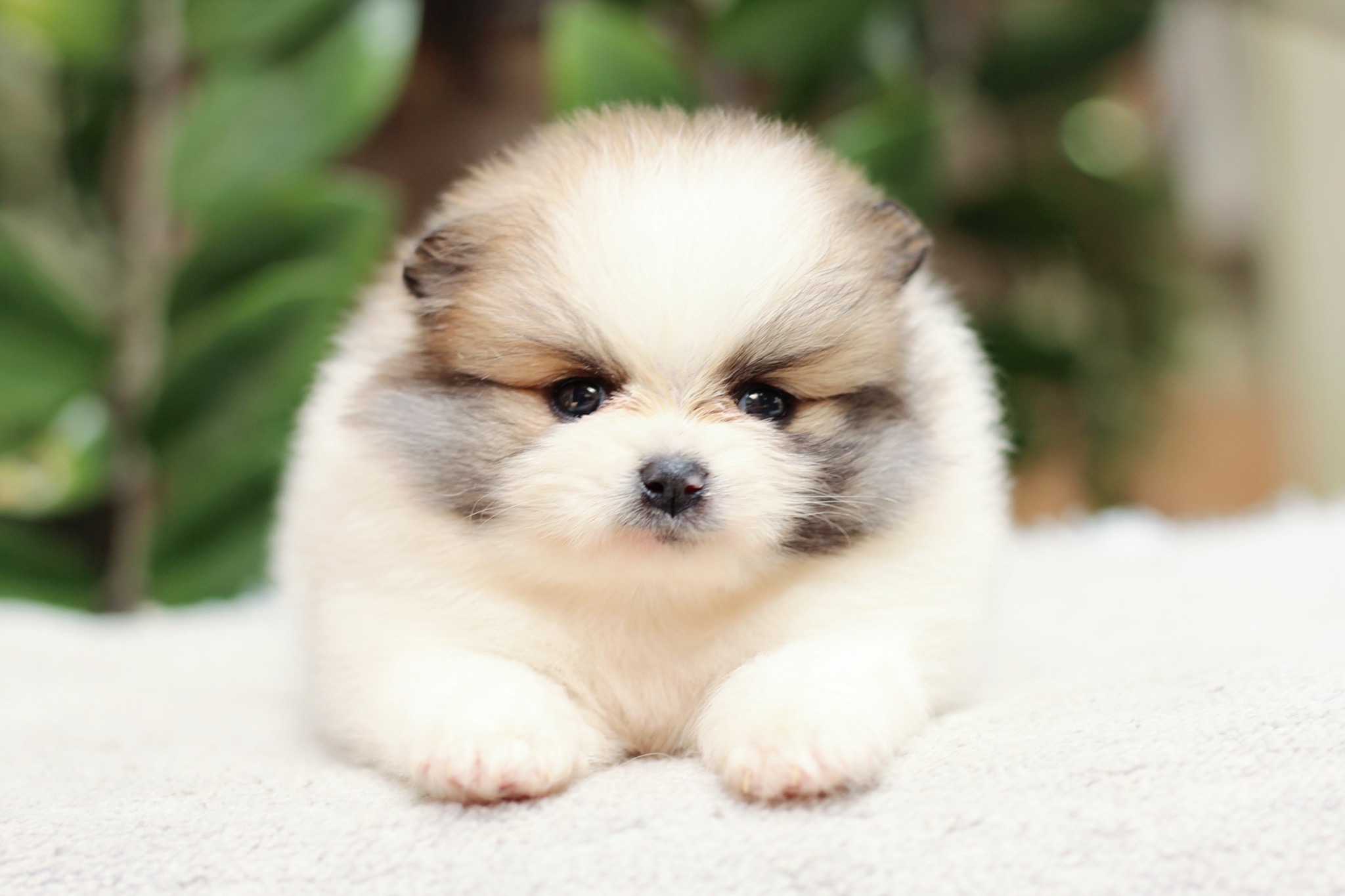 ปอมเมอเรเนียน เพศเมีย แฟนซี