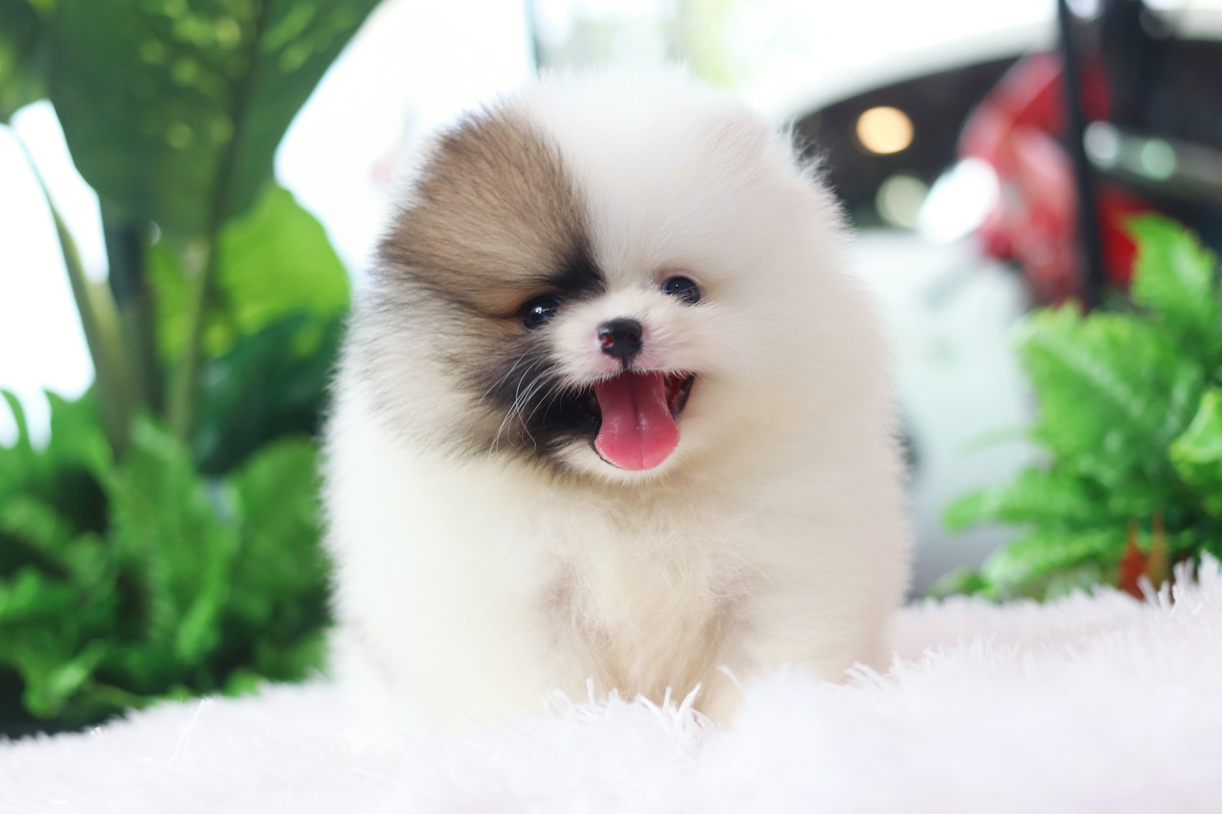 ปอมเมอเรเนียน เพศผู้ สีแฟนซี