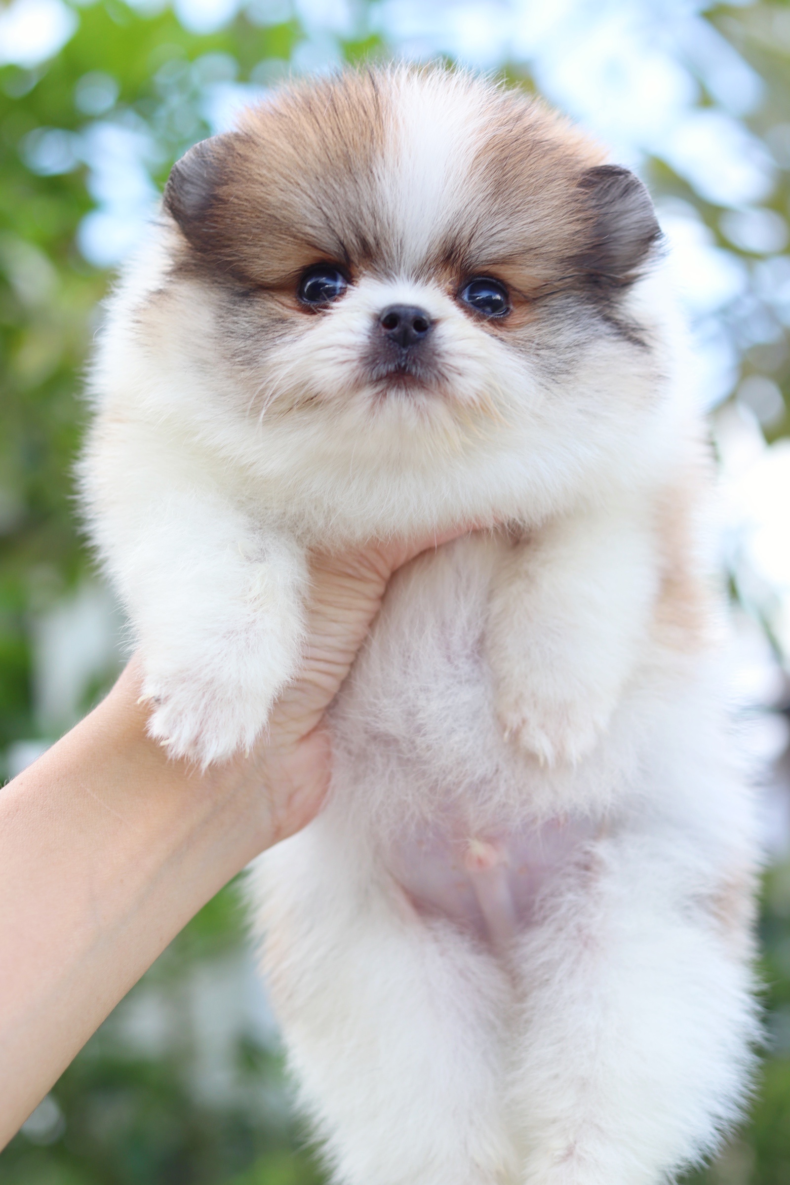 ปอมเมอเรเนียน เพศผู้ สีแฟนซี ไซส์เล็ก