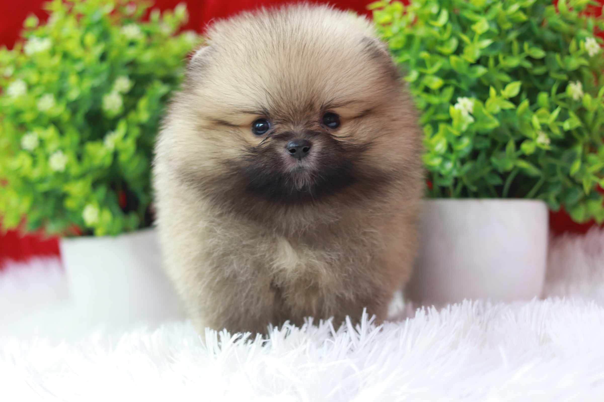 ปอมเมอเรเนียน เพศเมีย สีส้ม