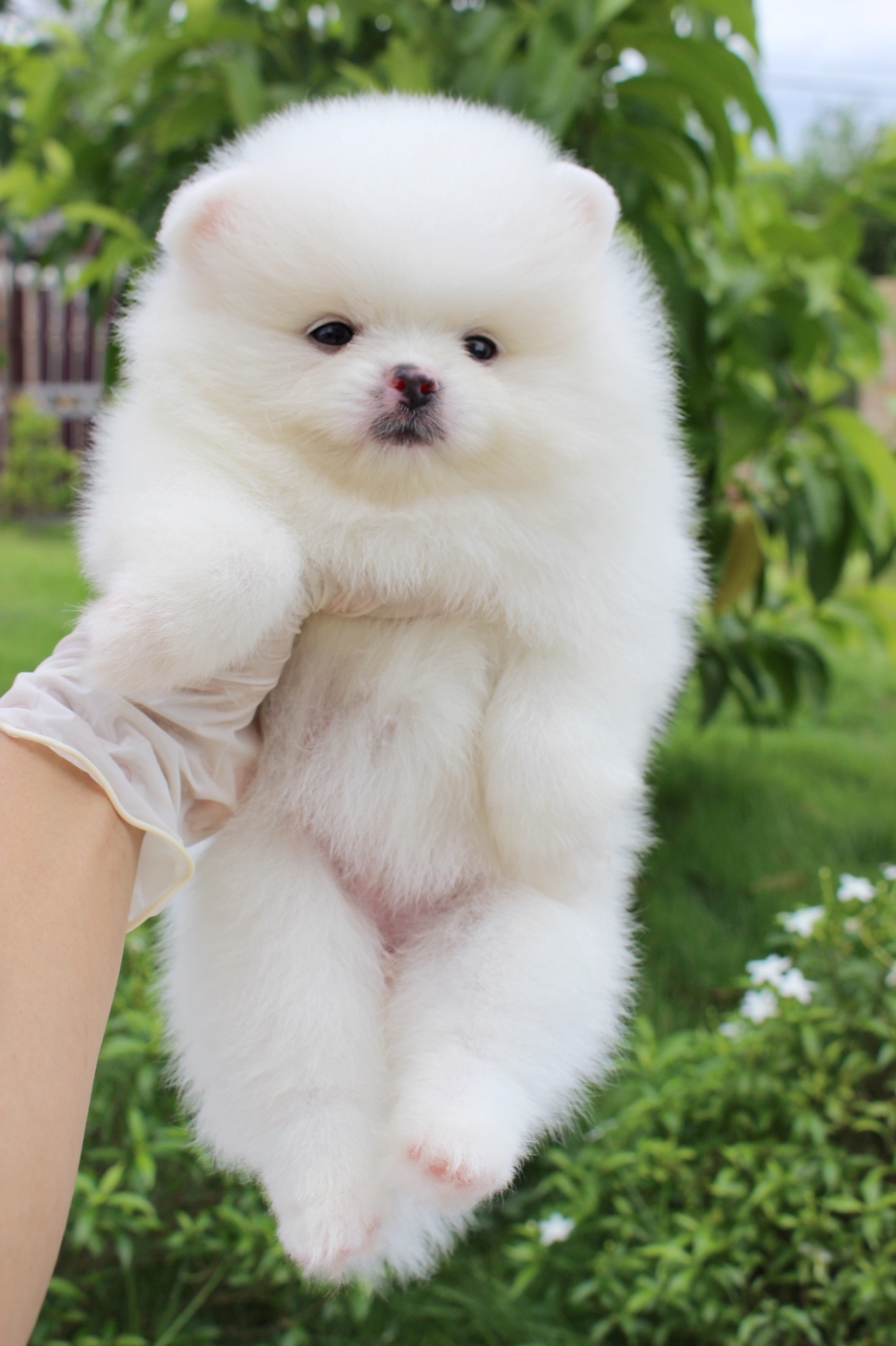 ปอมเมอเรเนียน เพศเมียขาวครีม