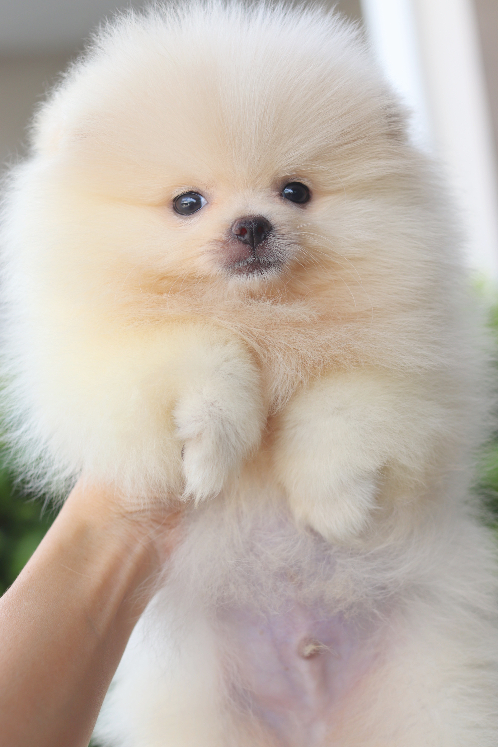 ปอมเมอเรเนียน เพศผู้สีครีม