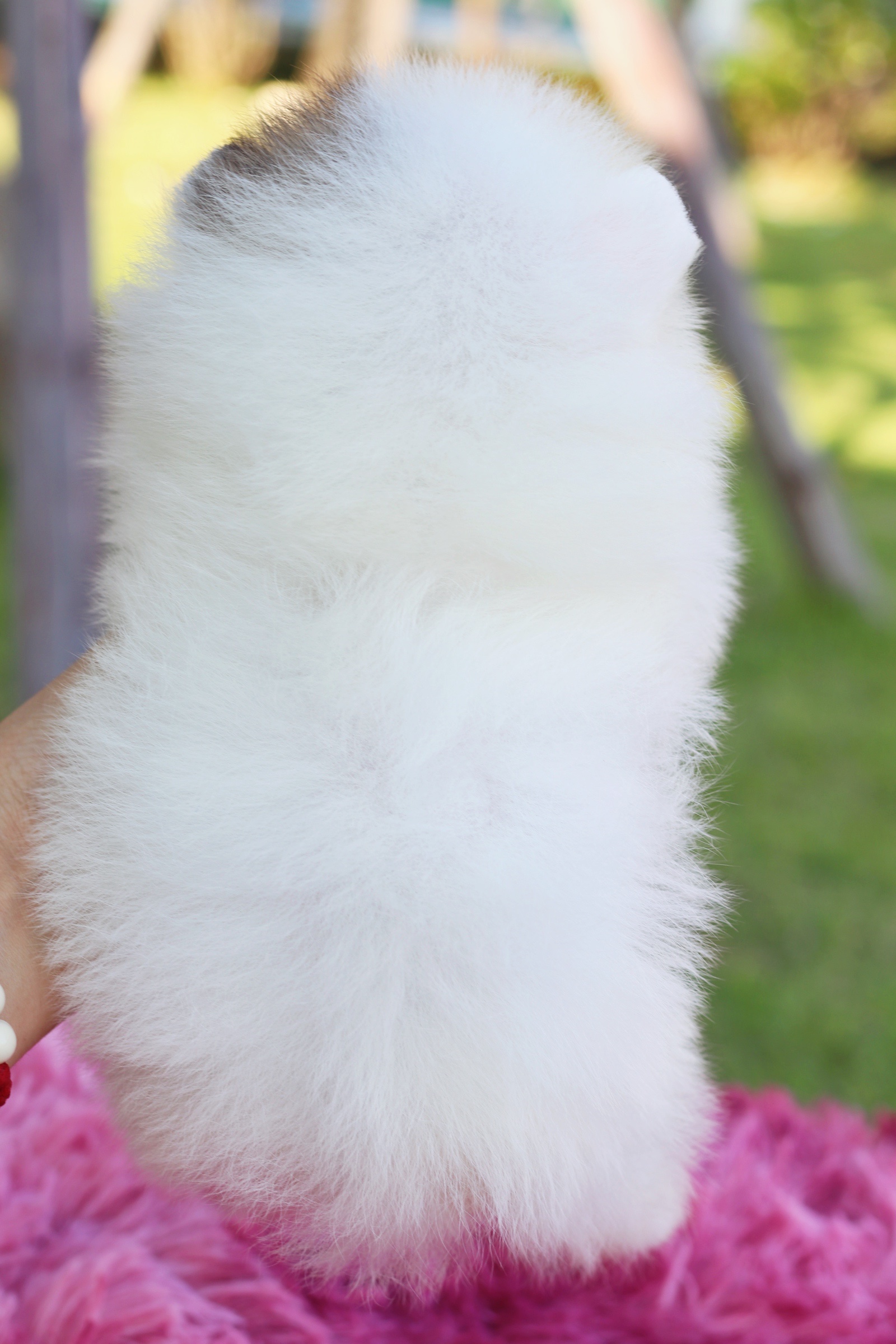 ปอมเมอเรเนียน เพศผู้แฟนซี ไซส์เล็ก