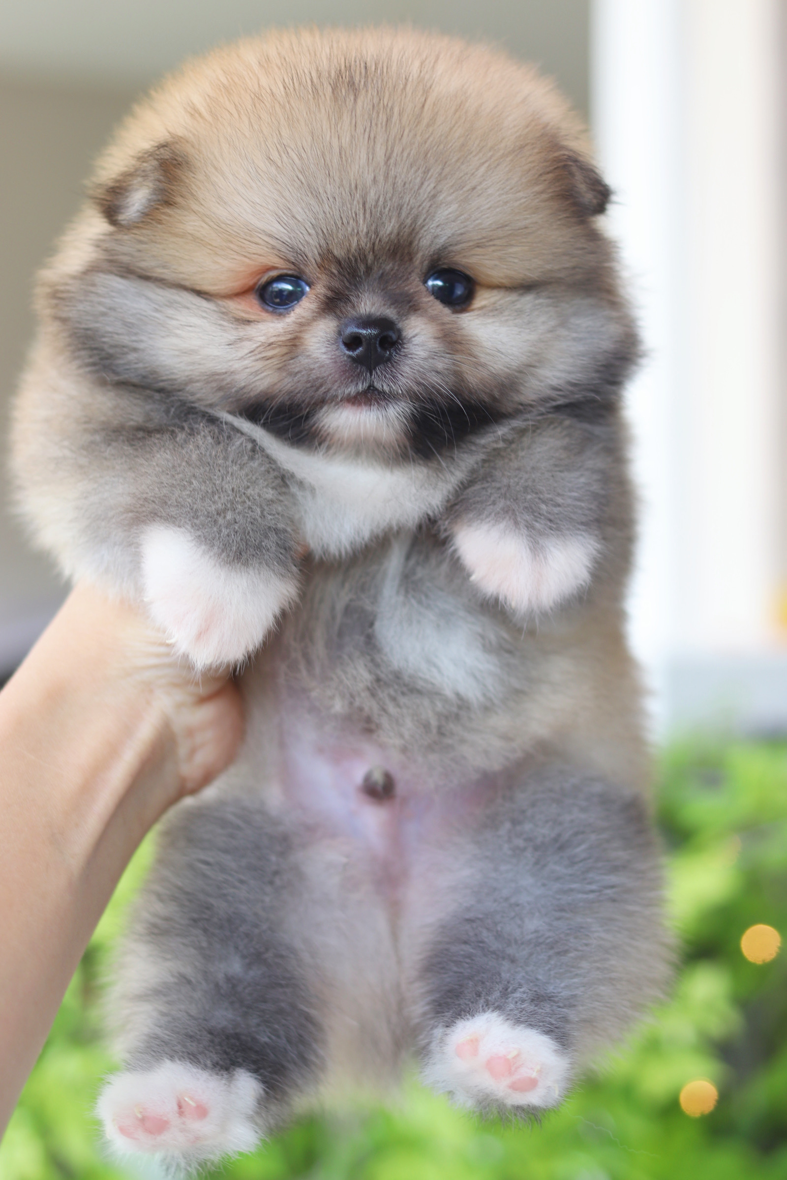 ปอมเมอเรเนียน เพศผู้สีส้ม