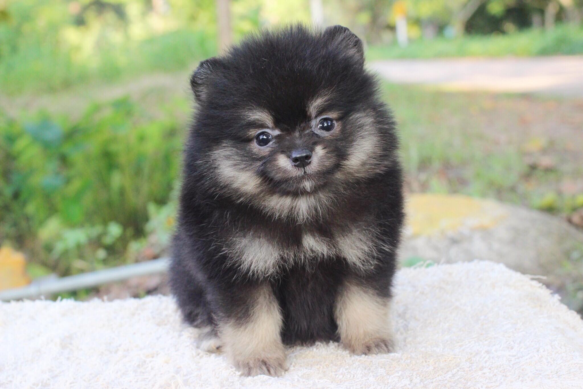 ปอมเมอเรเนียน เพศเมีย แบล็คแทน