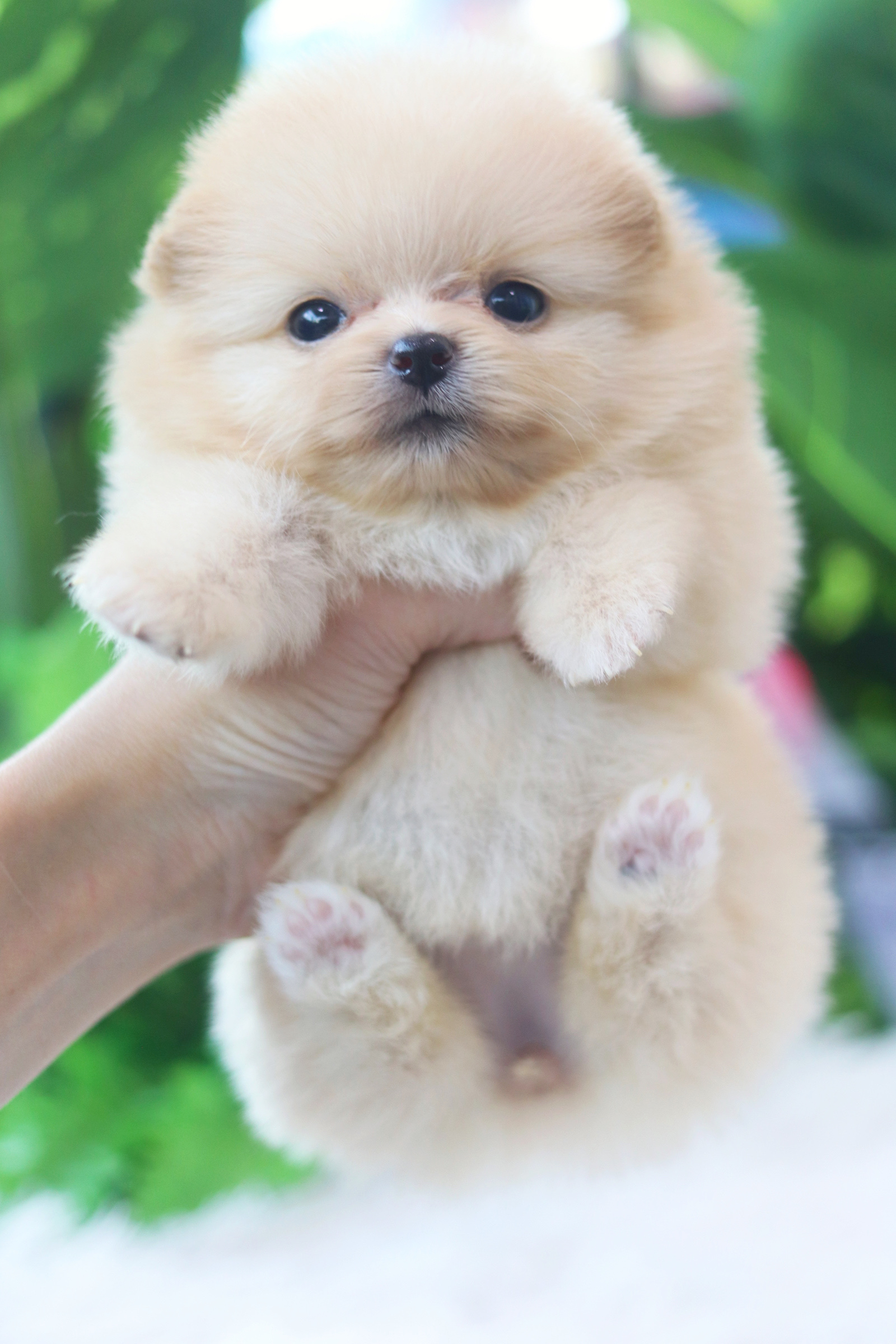 ปอมเมอเรเนียน เพศเมียสีครีมทีคัพ