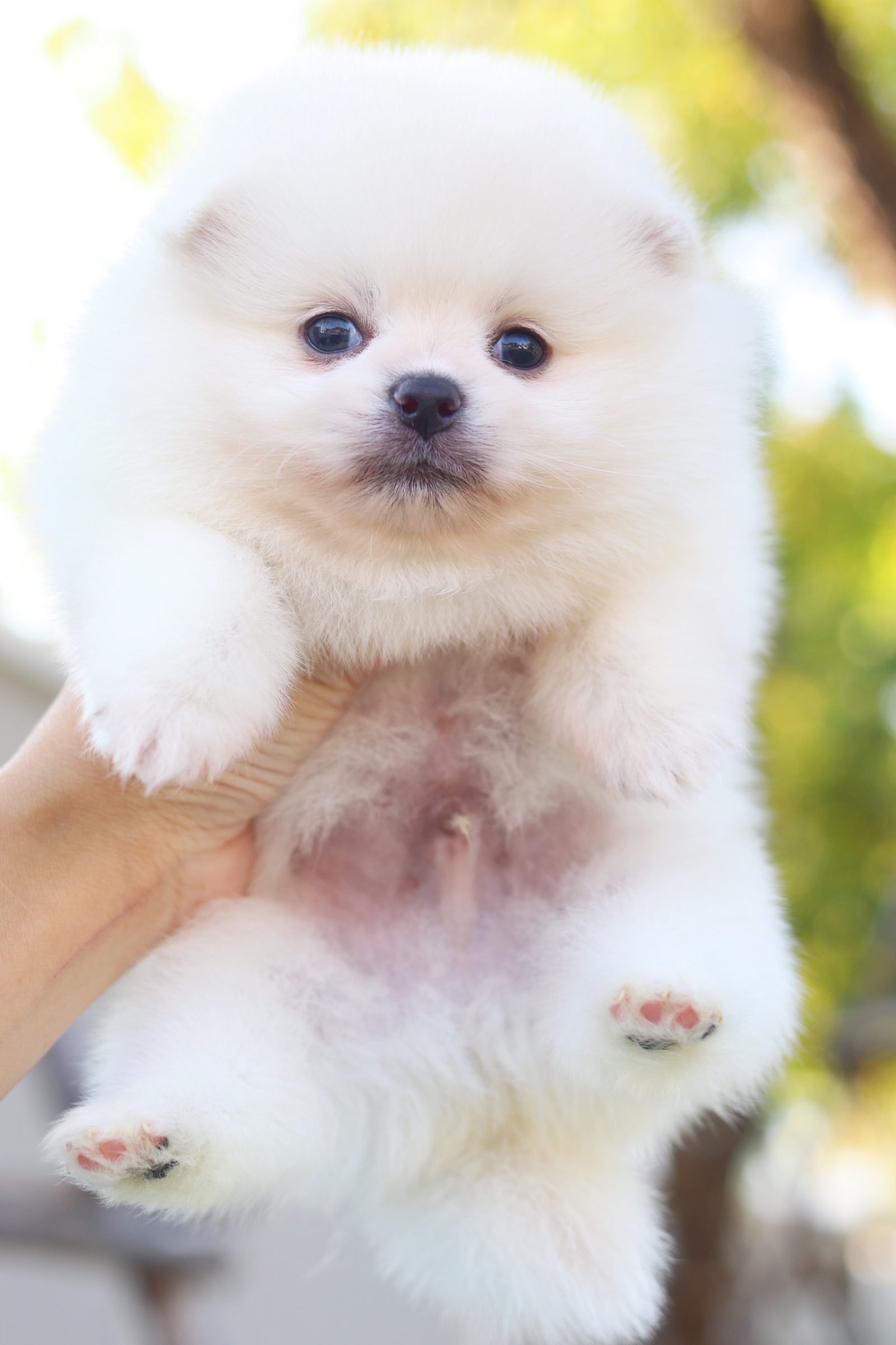 ปอมเมอเรเนียน เพศผู้ ขาวครีม