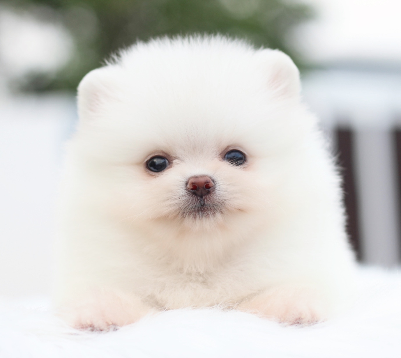 ปอมเมอเรเนียน เพศผู้ขาวครีมเกรดโชว์