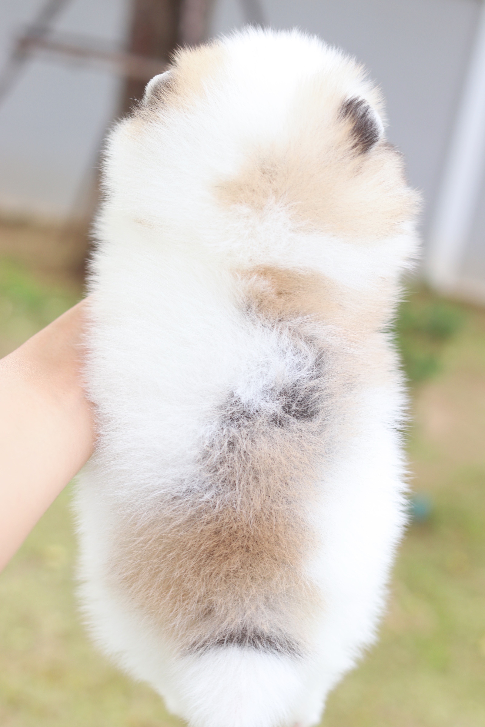 ปอมเมอเรเนียน เพศผู้ แฟนซีเกรดโชว์