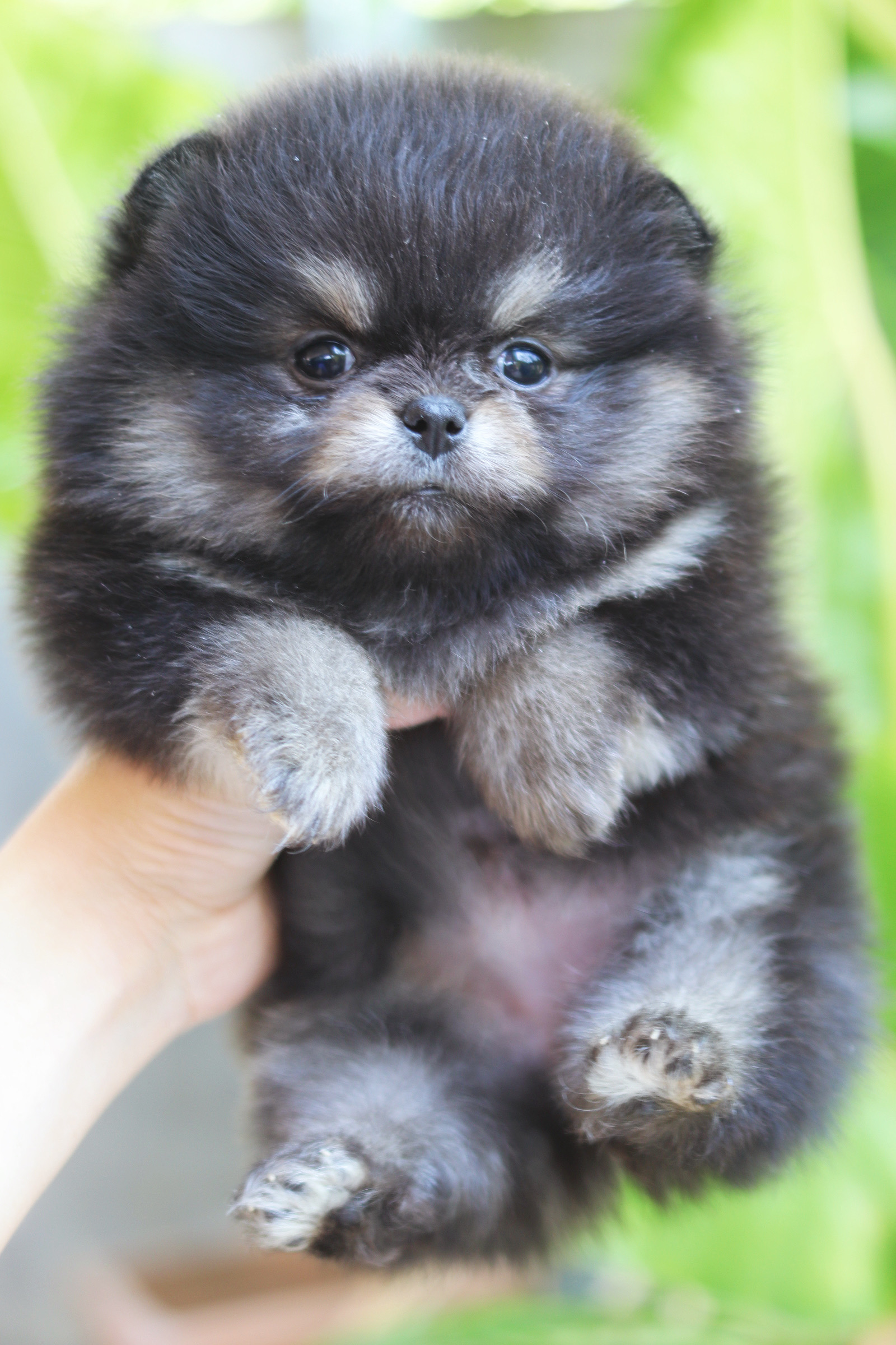 ปอมเมอเรเนียน เพศเมียแบล็คแทน