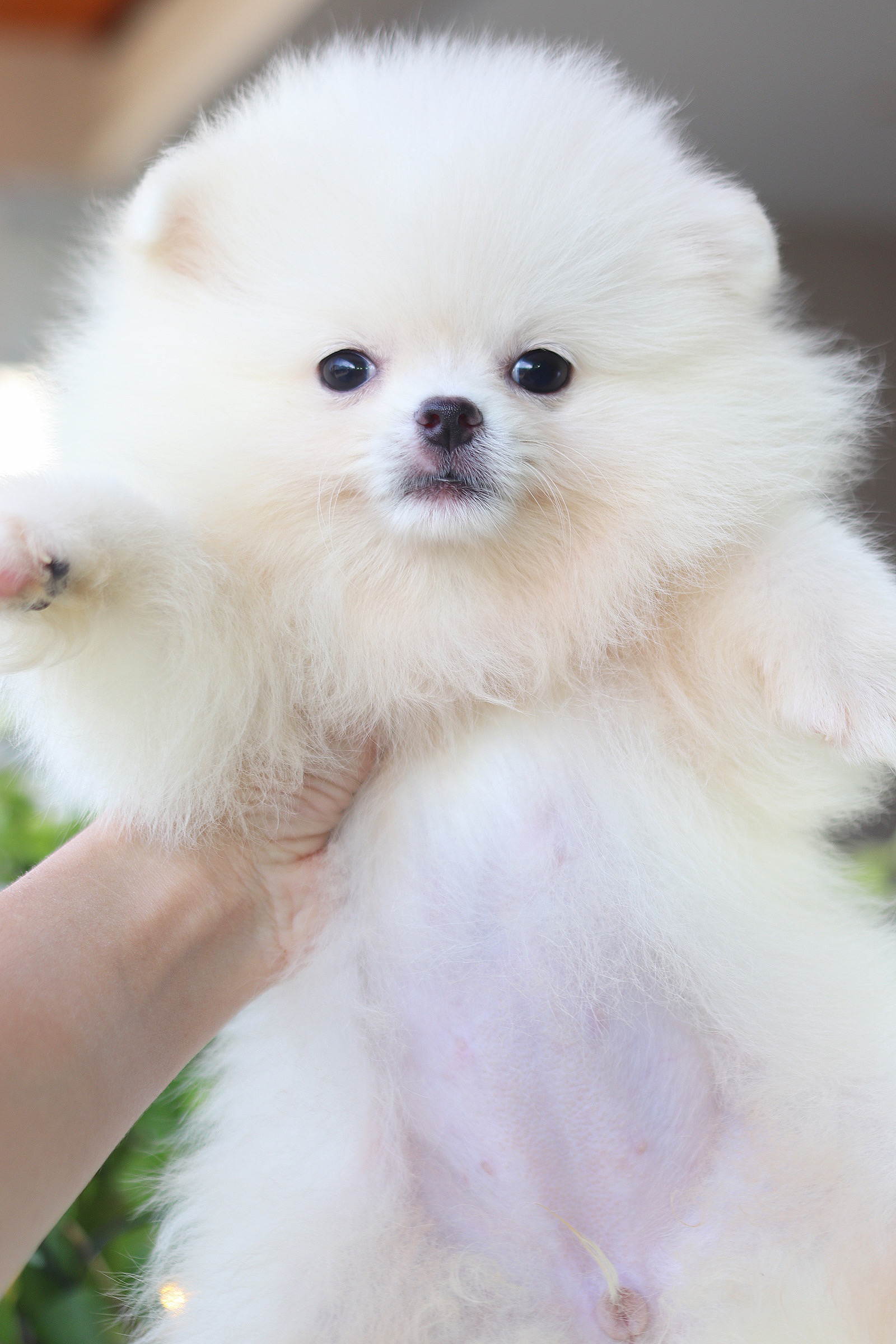 ปอมเมอเรเนียน เพศเมียสีขาวครีม