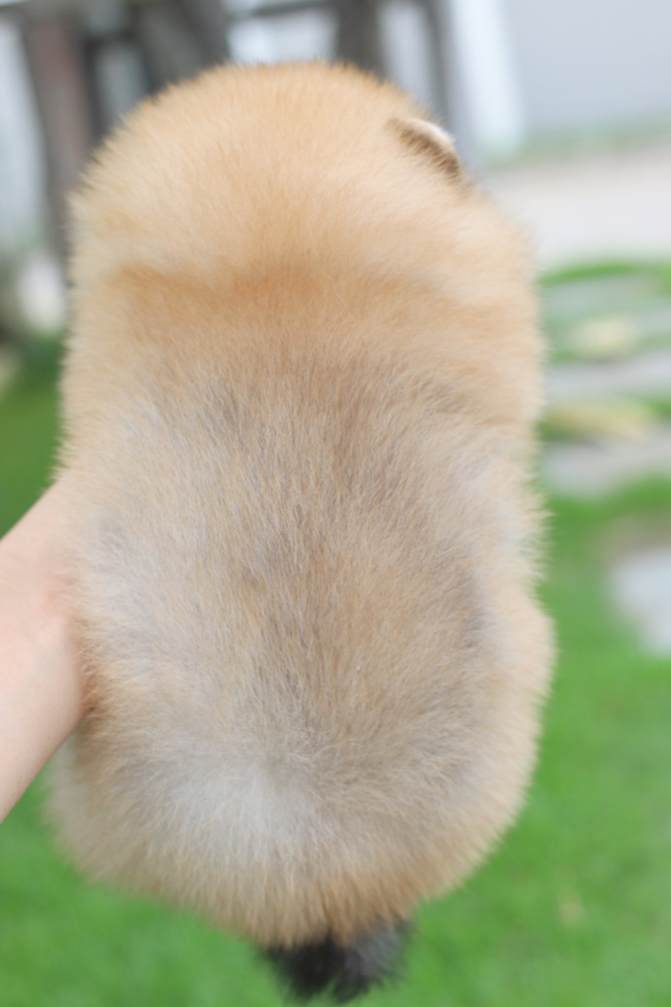 ปอมเมอเรเนียน เพศเมียสีส้มเกรดโชว์