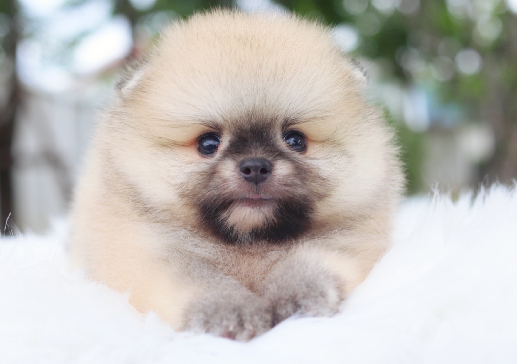 ปอมเมอเรเนียน เพศผู้สีส้ม