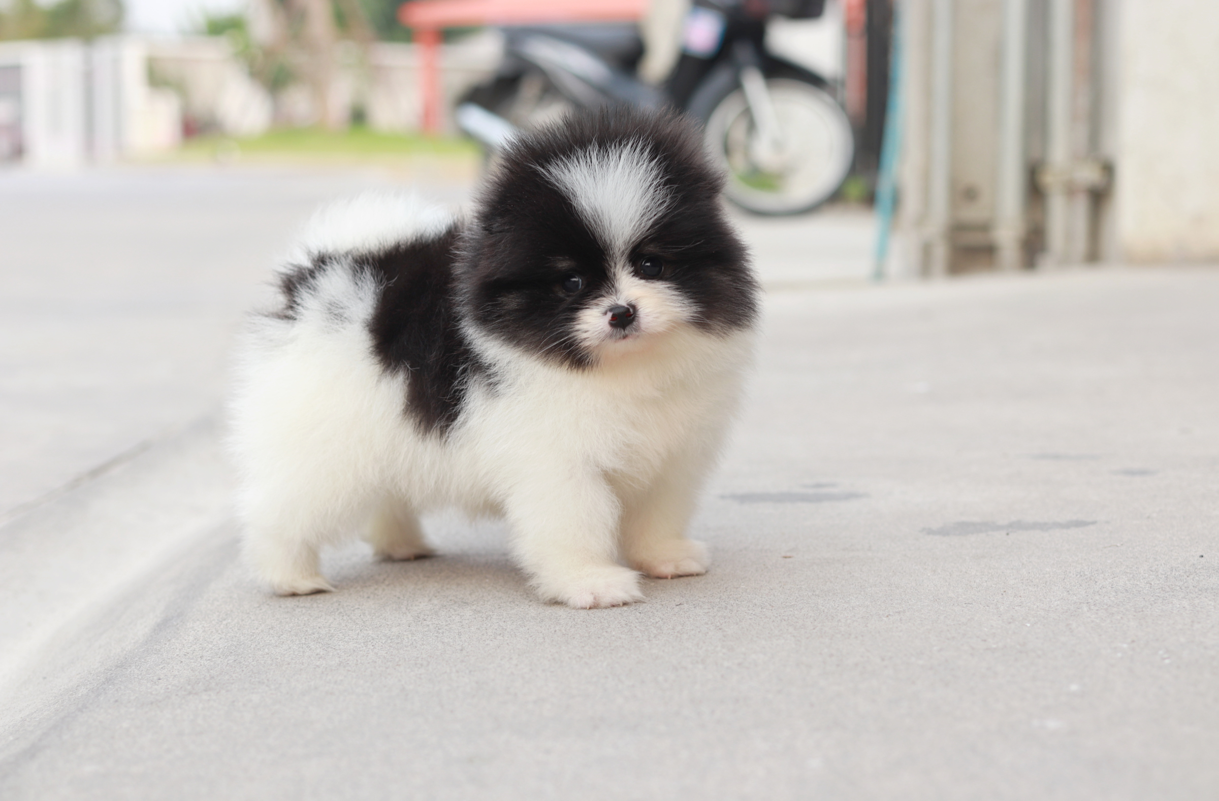 ปอมเมอเรเนียน เพศเมีย แฟนซีขาวดำ แพนด้าน้อย