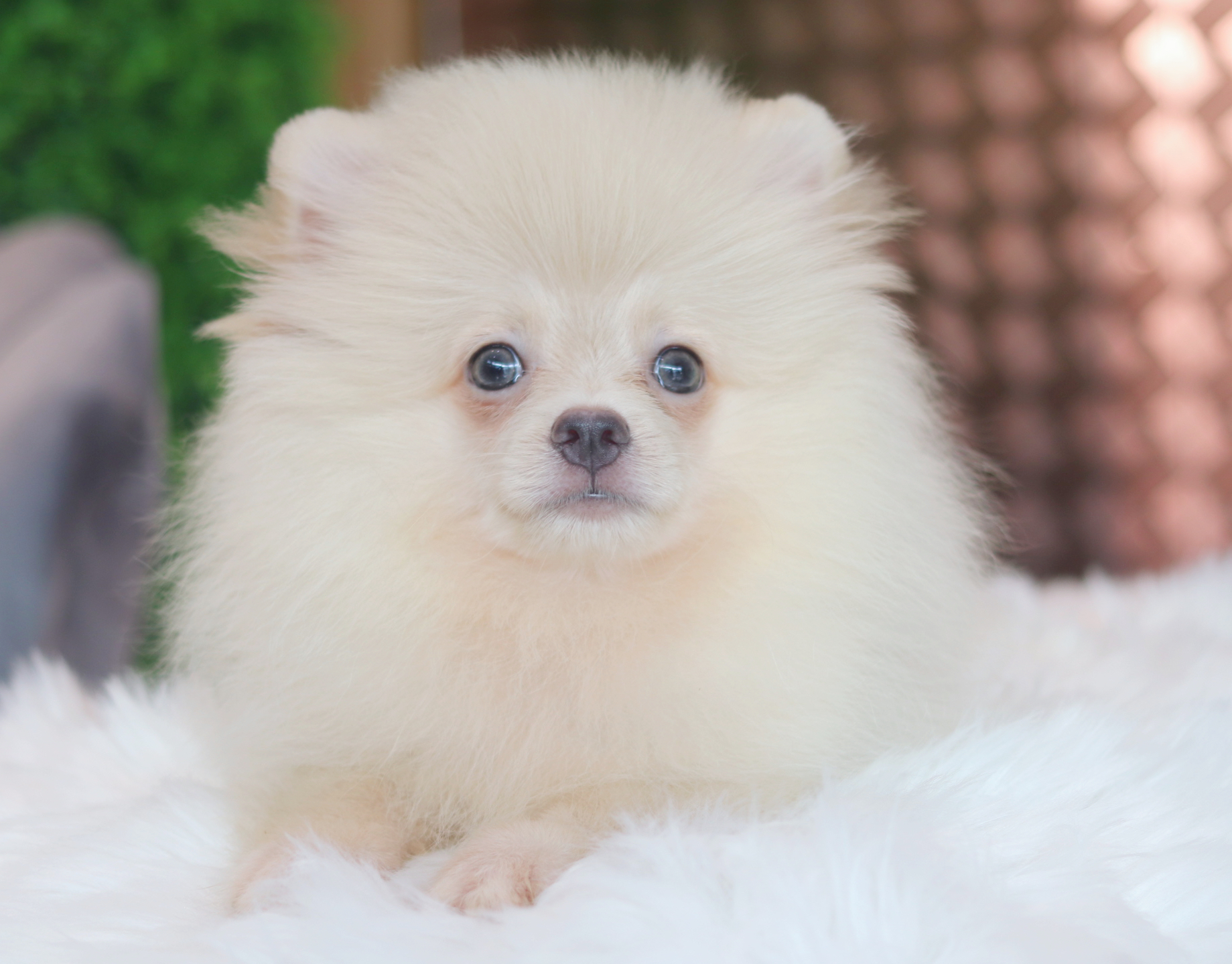 ปอมเมอเรเนียน เพศผู้สีขาวครีม