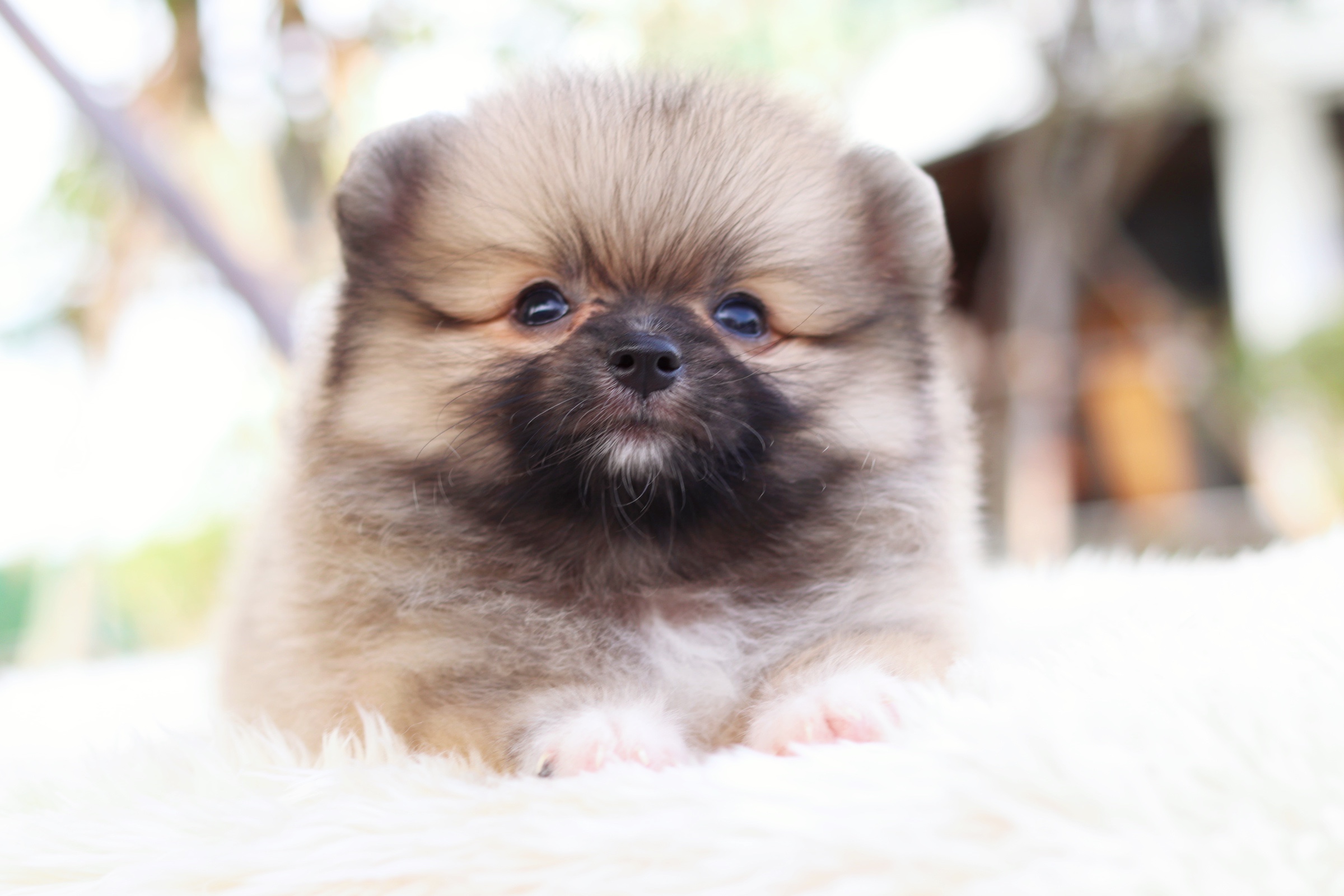 ปอมเมอเรเนียน เพศผู้ สีส้ม