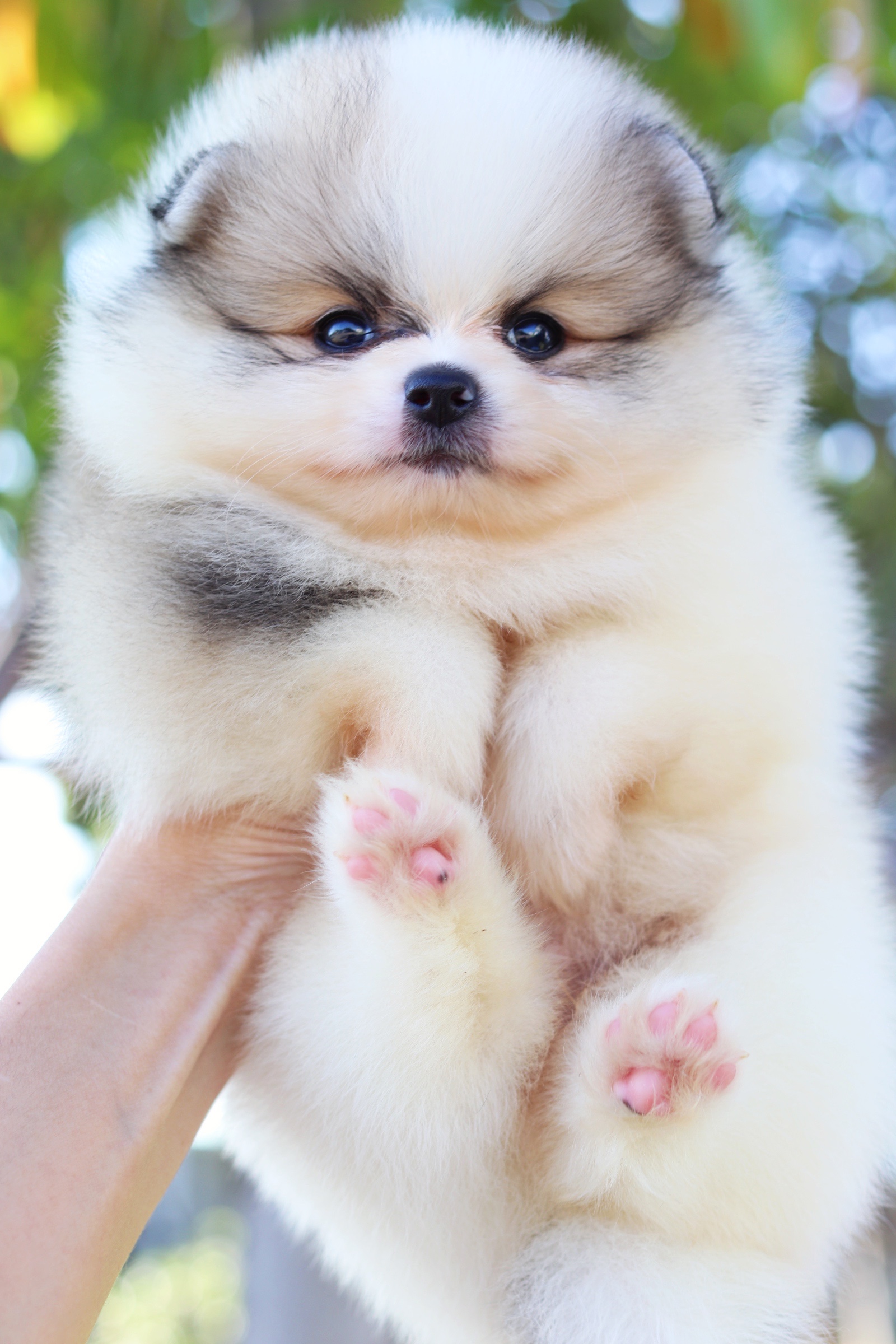 ปอมเมอเรเนียน เพศผู้ แฟนซี