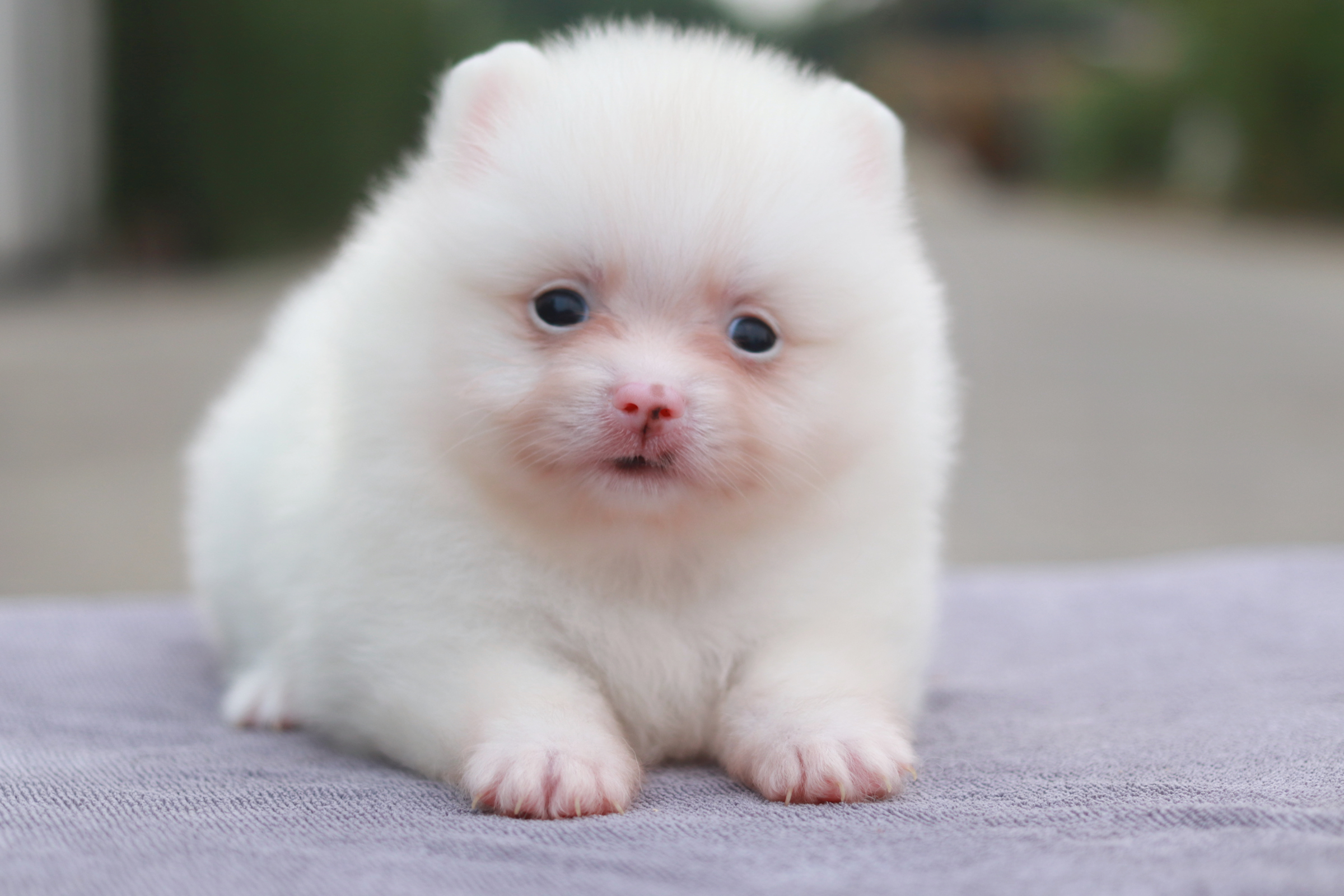 ปอมเมอเรเนียน เพศเมีย