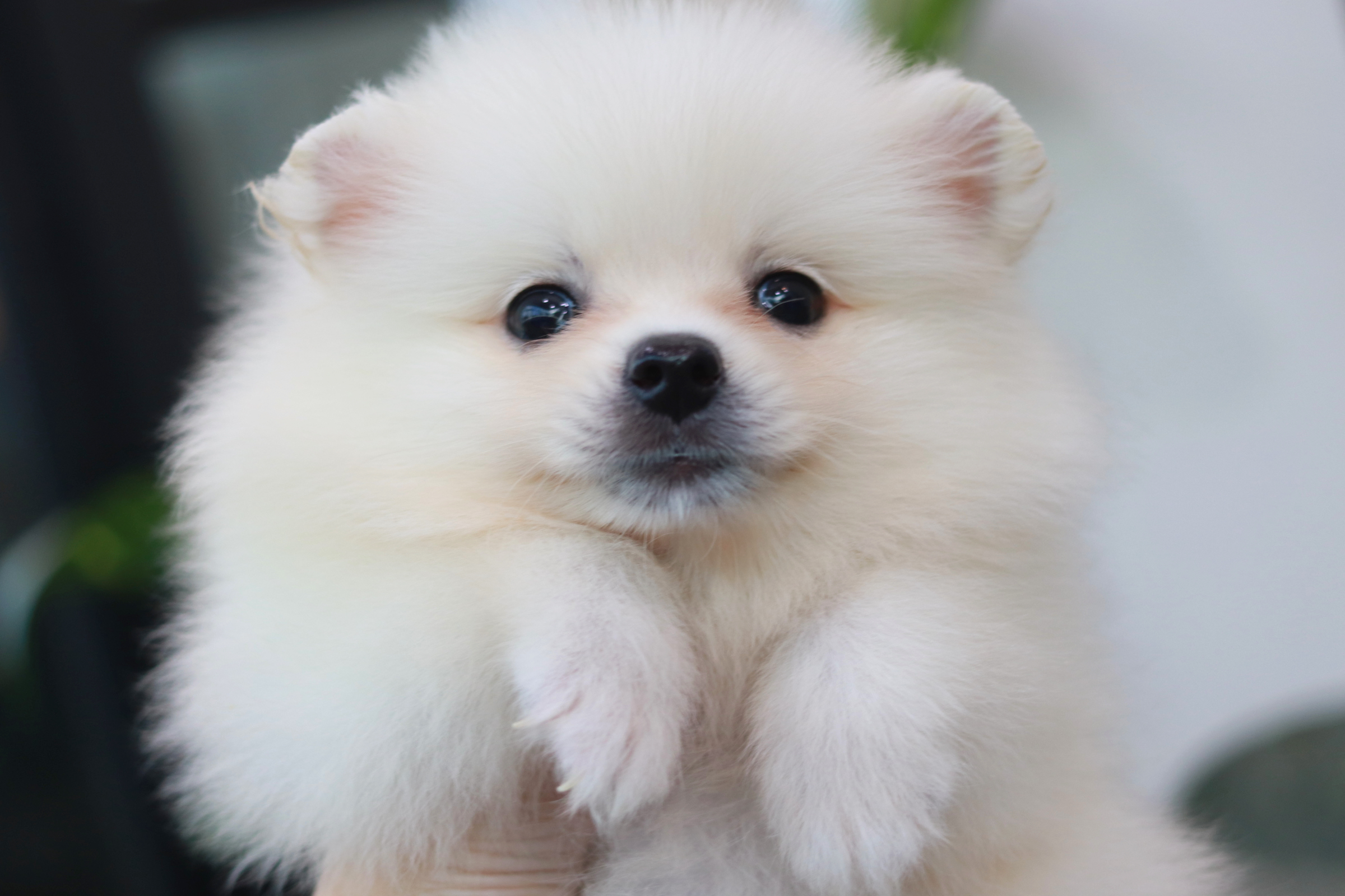 ปอมเมอเรเนียน เพศผู้ สีขาว หน้าฟ็อก ไซส์ปกติ