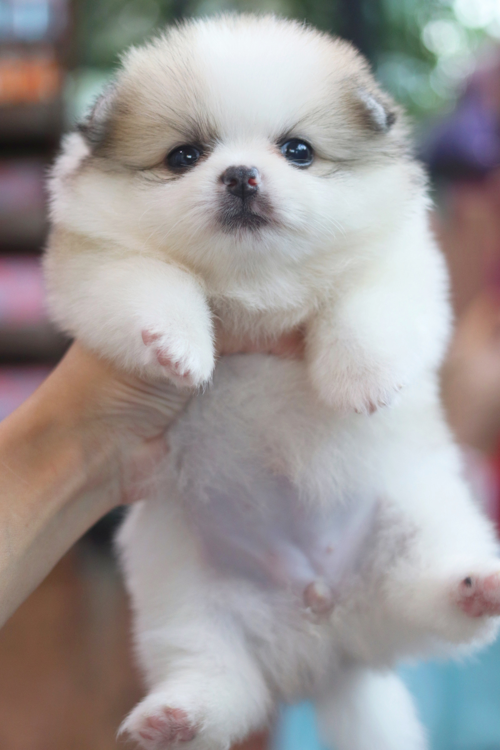 ปอมเมอเรเนียน เพศเมียสีแฟนซี