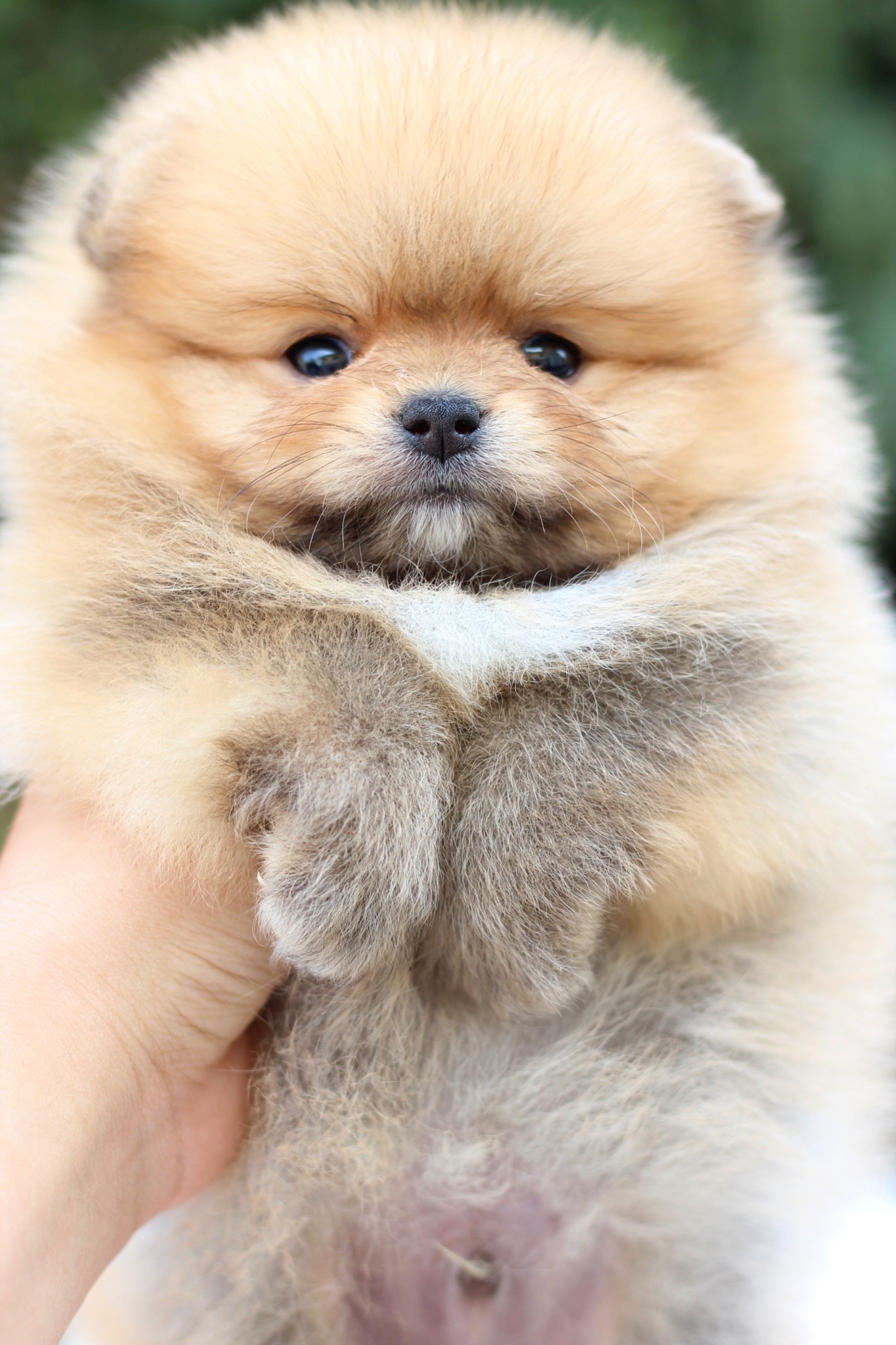 ปอมเมอเรเนียน เพศสีส้มผู้