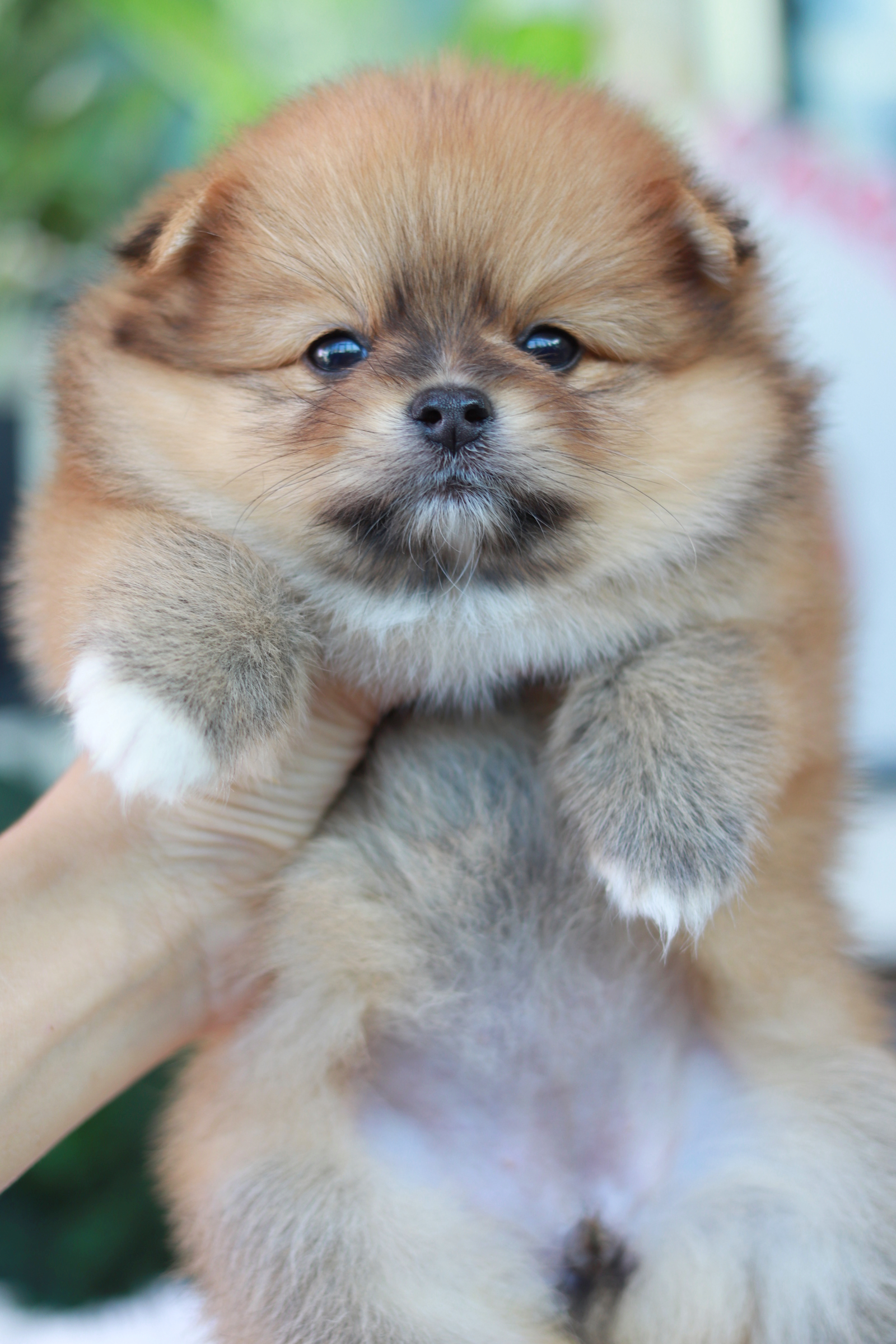 ปอมเมอเรเนียน เพศเมีย สีส้ม ไซส์เล็ก