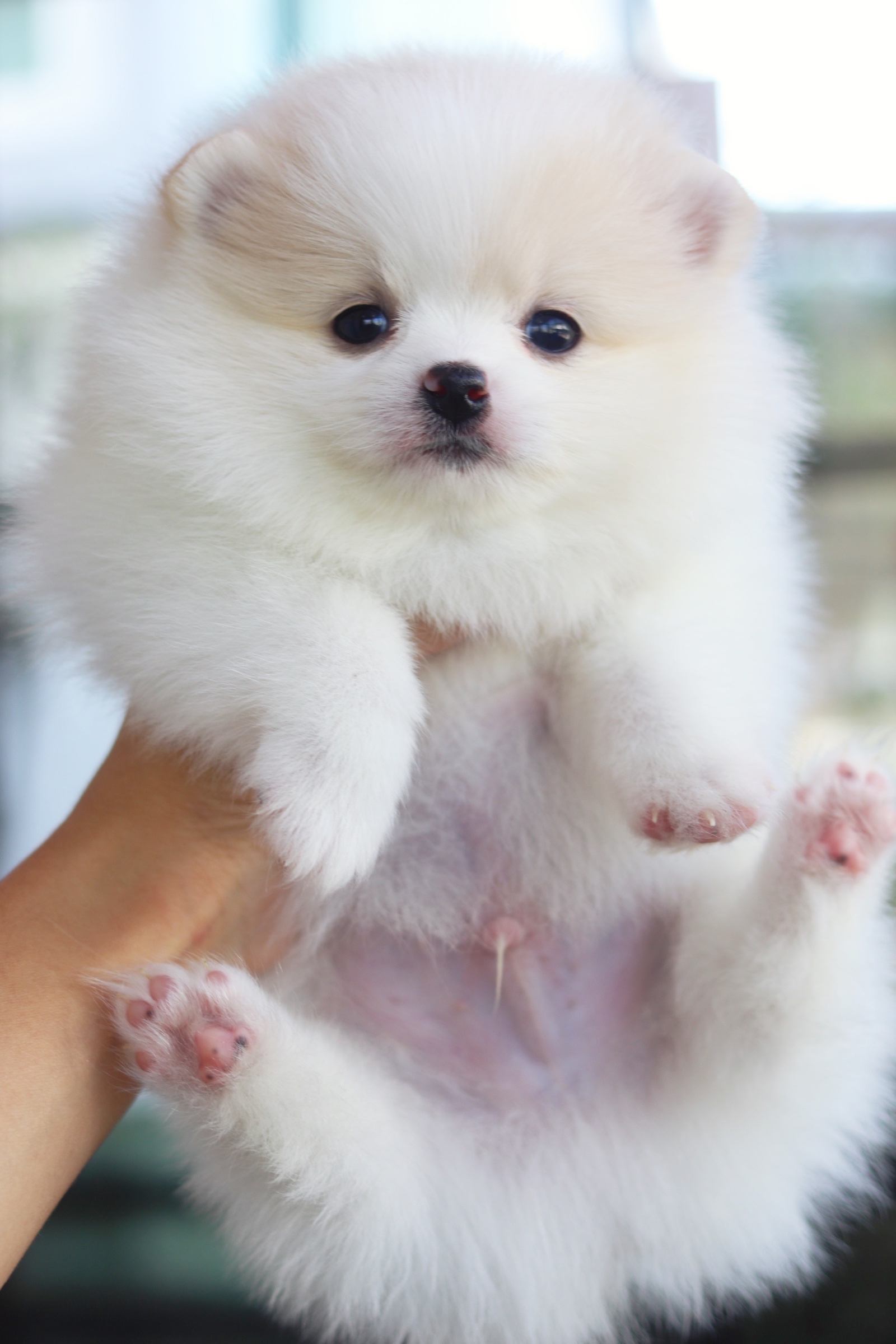 ปอมเมอเรเนียน เพศผู้ขาวครีม