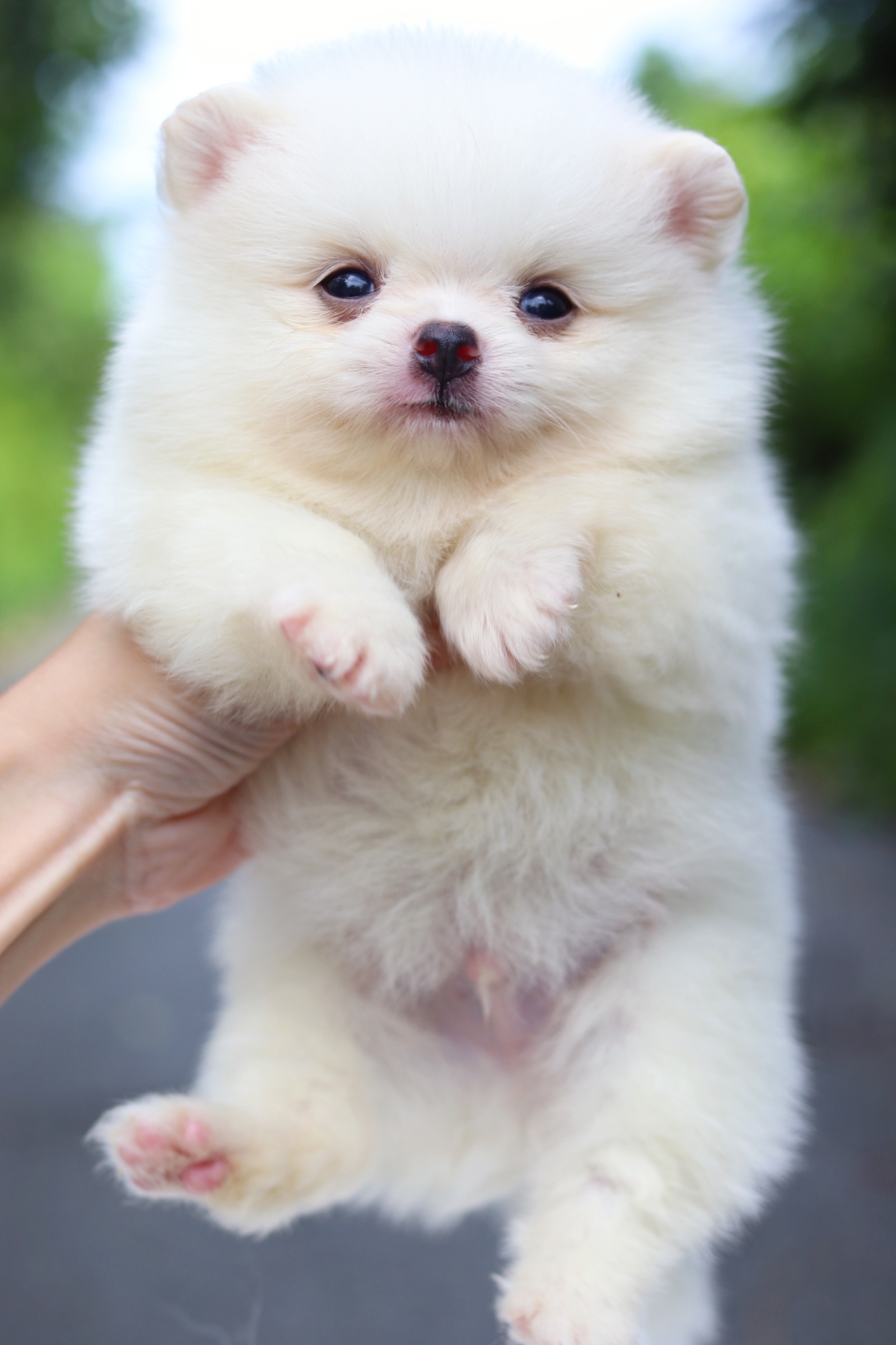 ปอมเมอเรเนียน เพศผู้ สีขาวครีมไซส์เล็ก