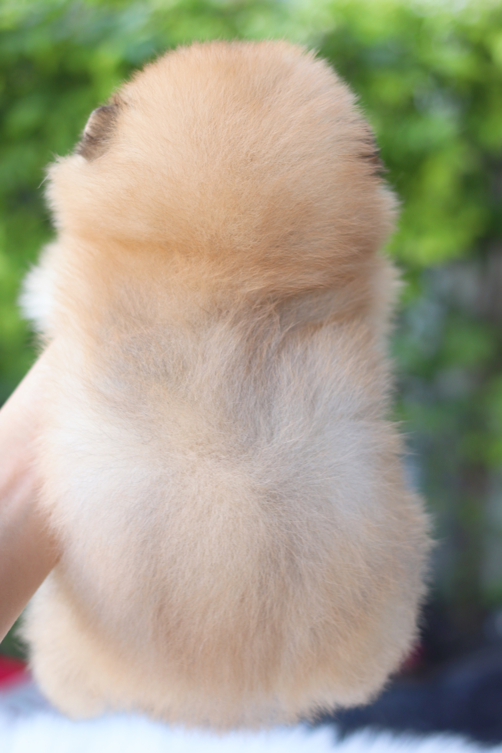 ปอมเมอเรเนียน เพศผู้สีส้ม