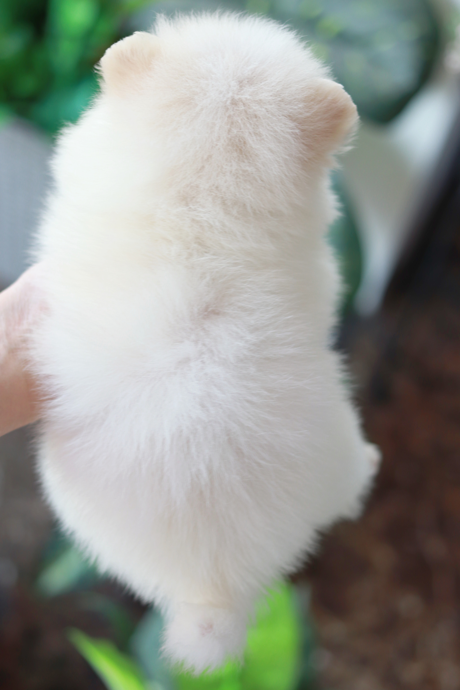 ปอมเมอเรเนียน เพศเมีย